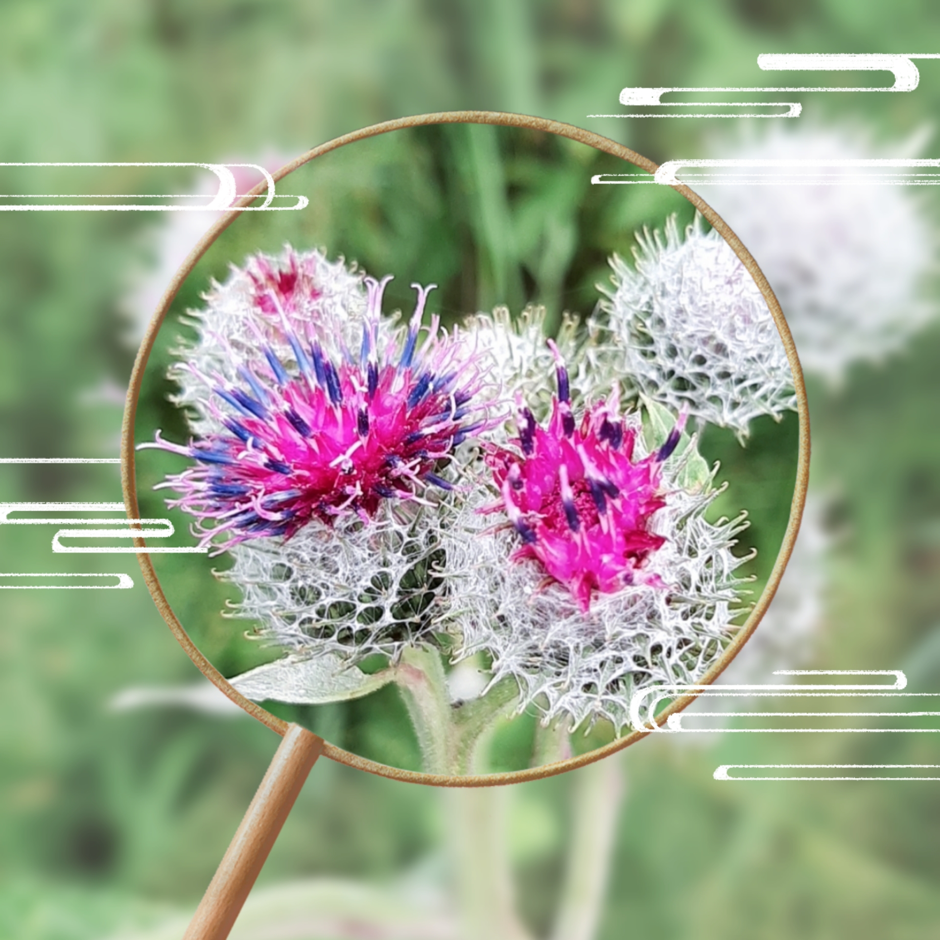 【首发】牛蒡花(二)