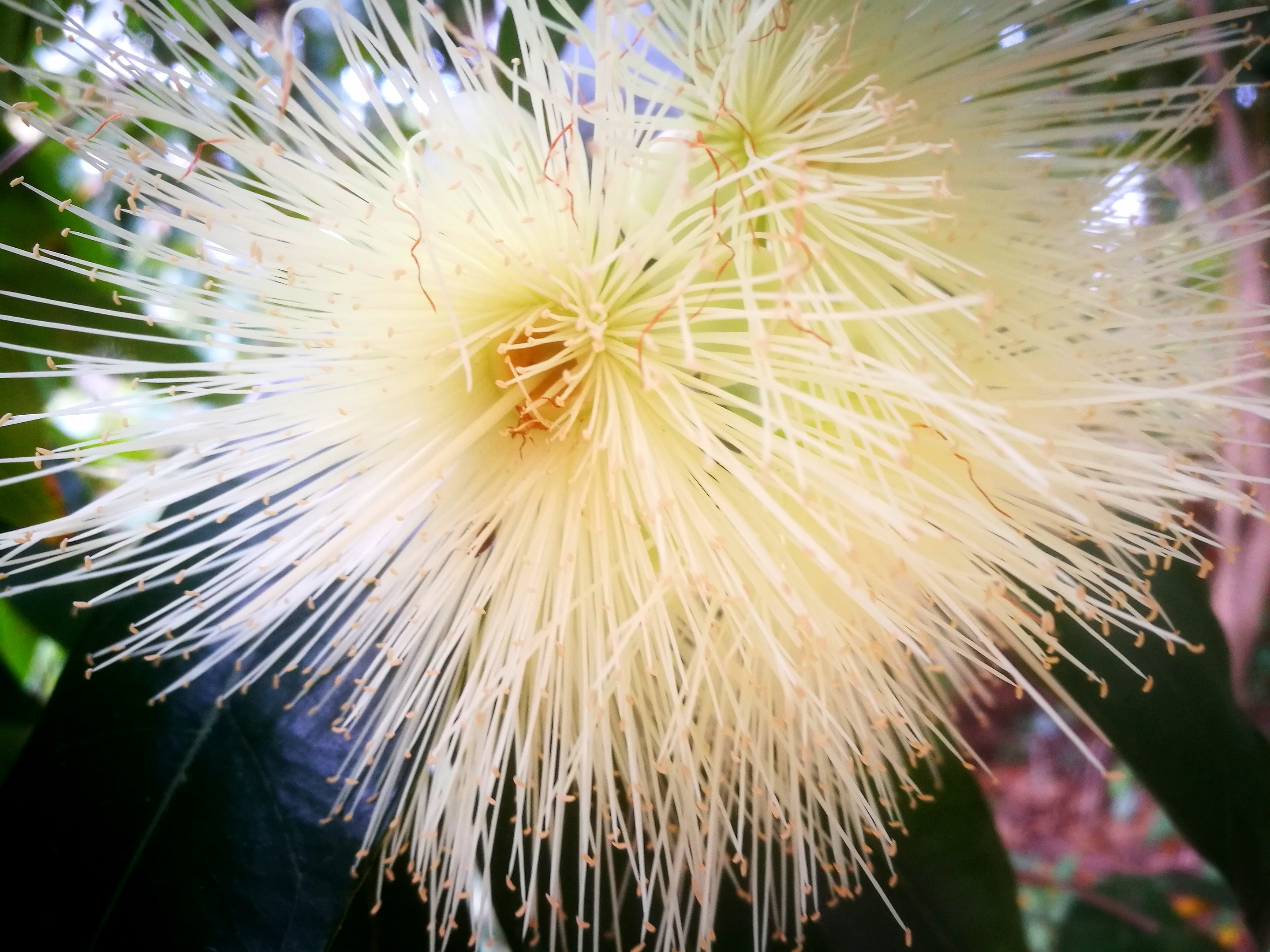 玛玎【美摄视界】:【首发】水蒲桃 - vv