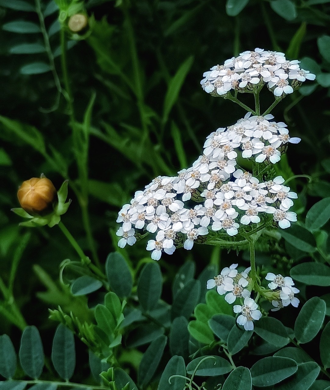 【首发】高山蓍