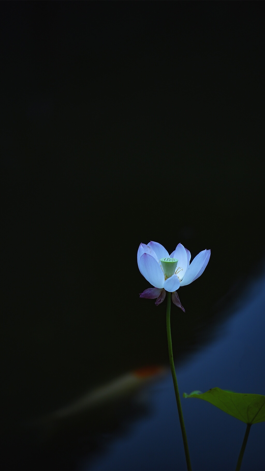 《琉璃·摄影》月下荷【首发】