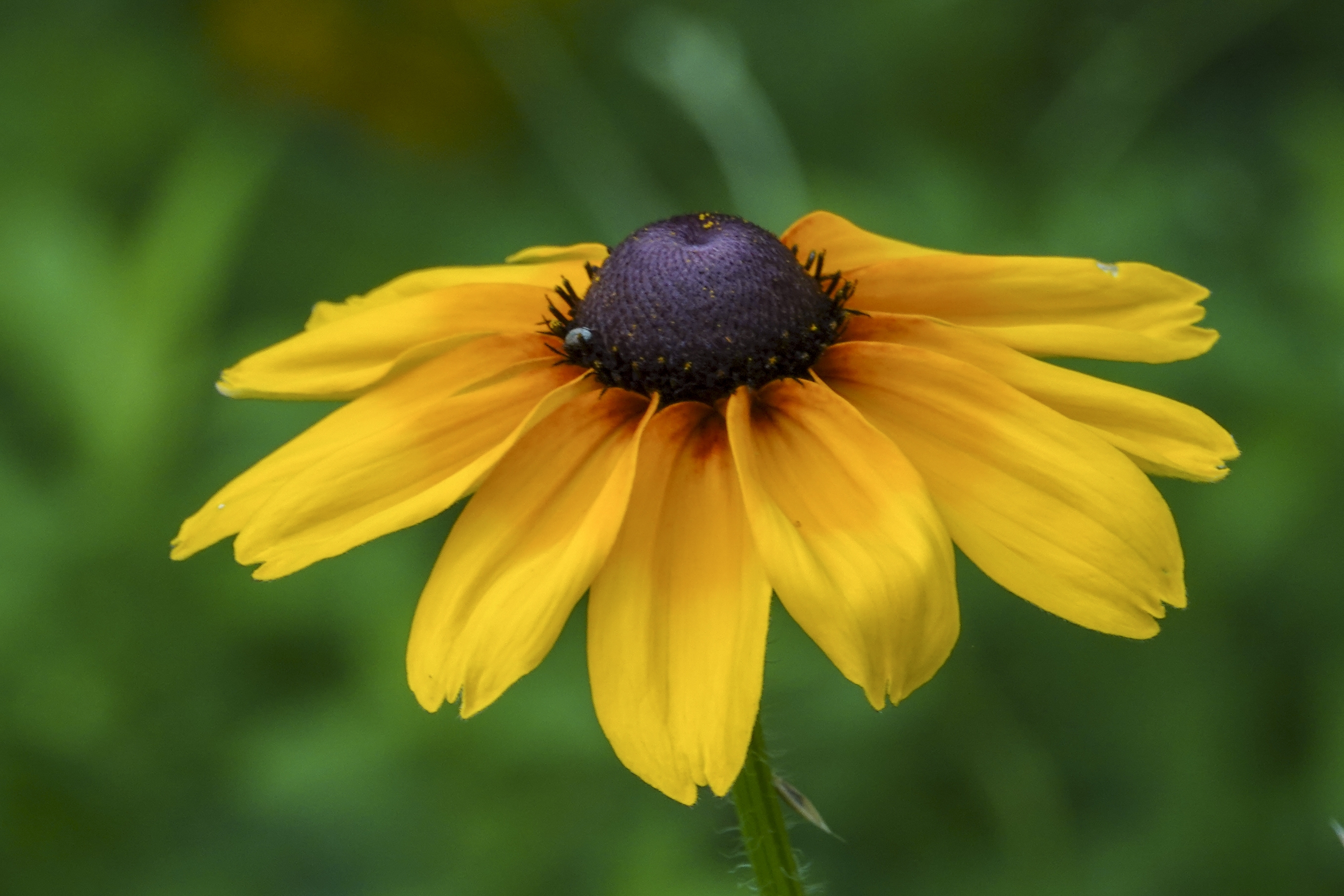金灿灿的花瓣在朝阳映照下,发出璀璨夺目的光芒,它们迎着太阳开放的