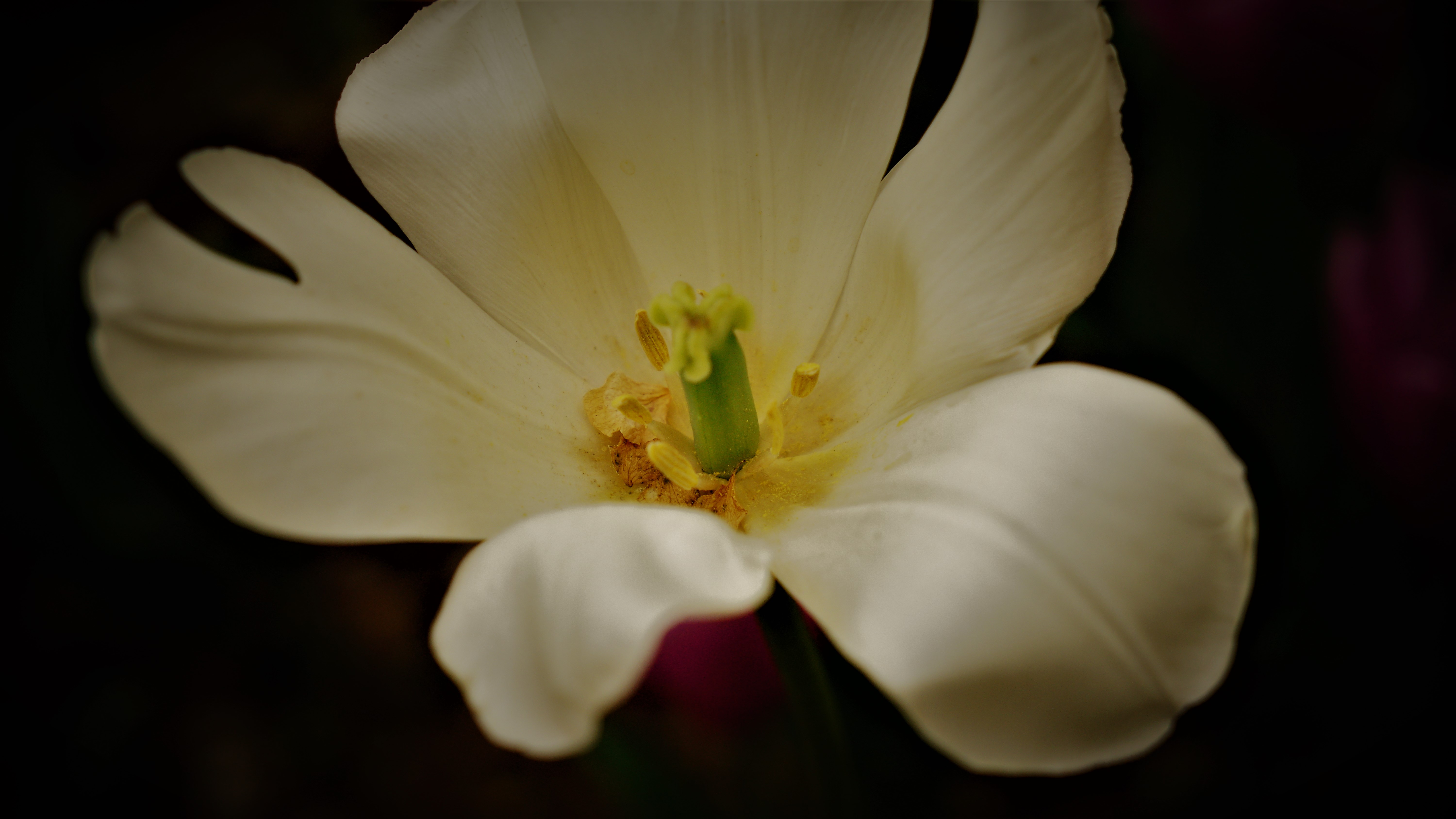 依旧桃花面, 频低柳叶眉.  半羞还半喜, 欲去又依依.