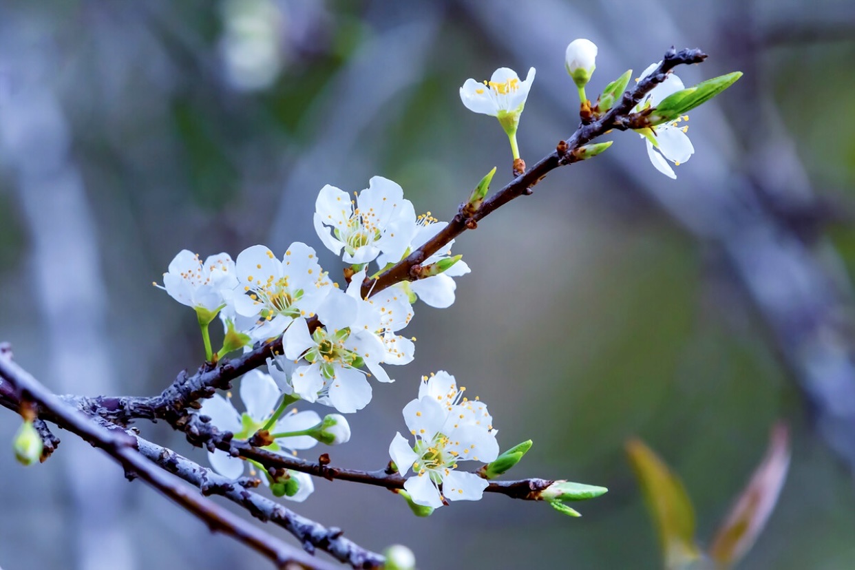 【首发】李花(四)