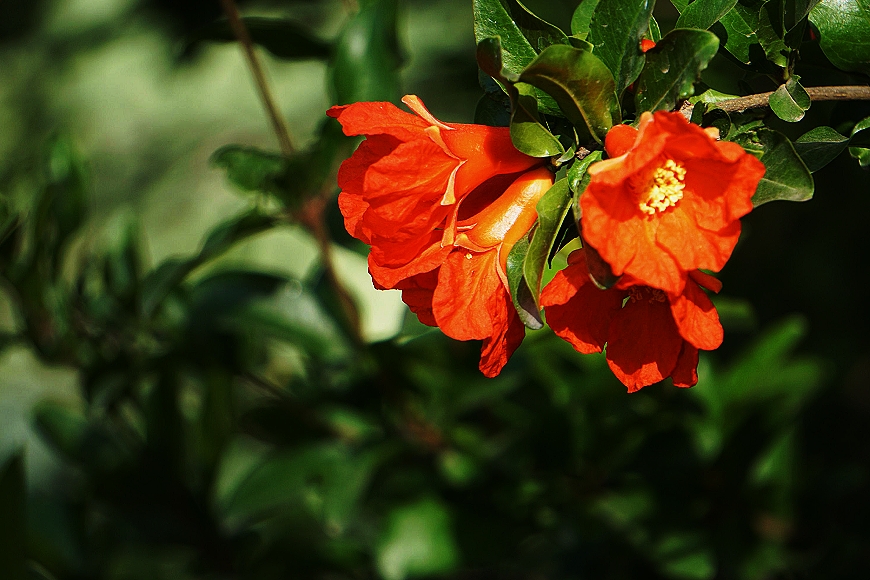 石榴花開火樣紅