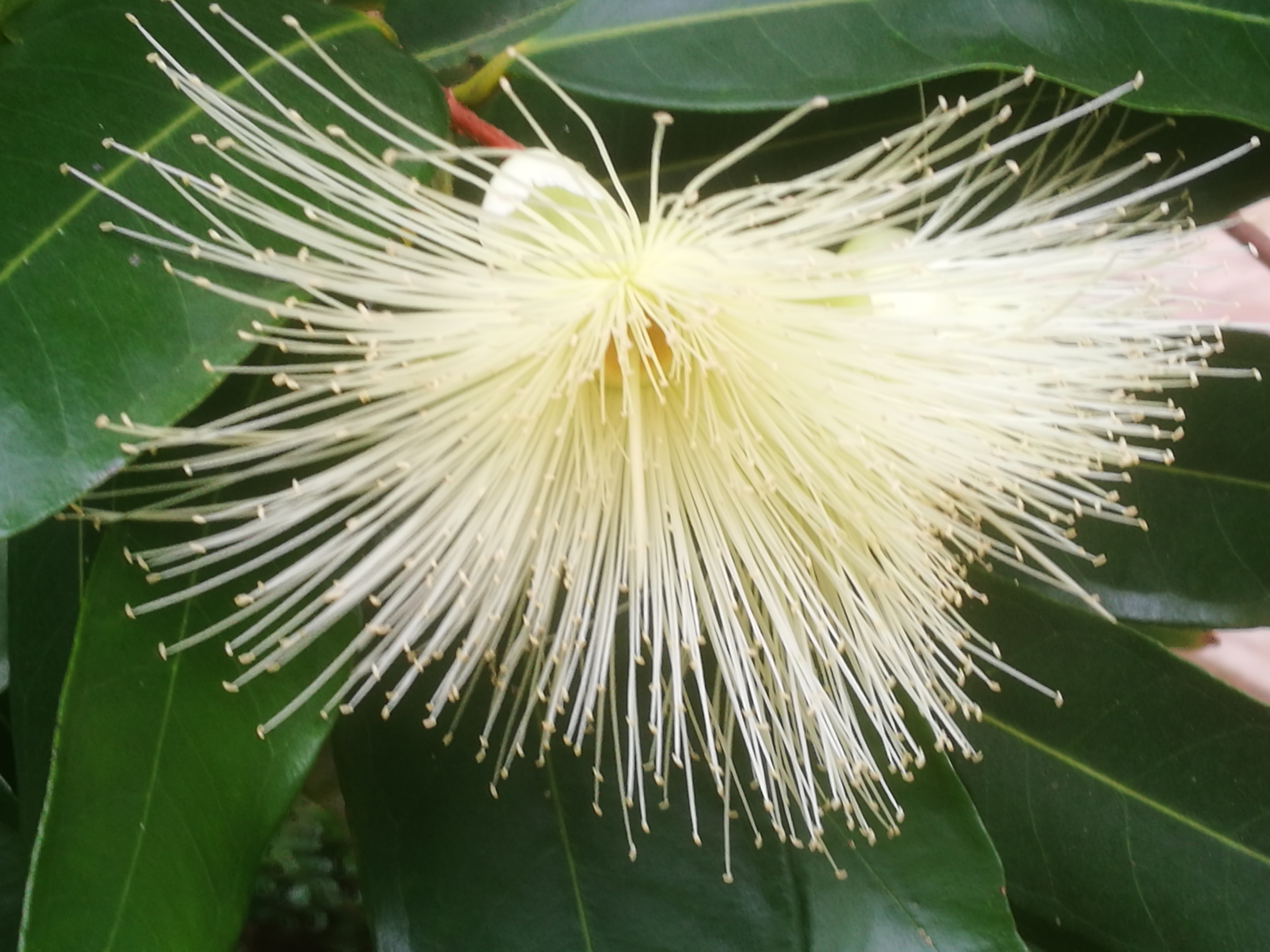 玛玎【美摄视界】:【首发】水蒲桃 - vv