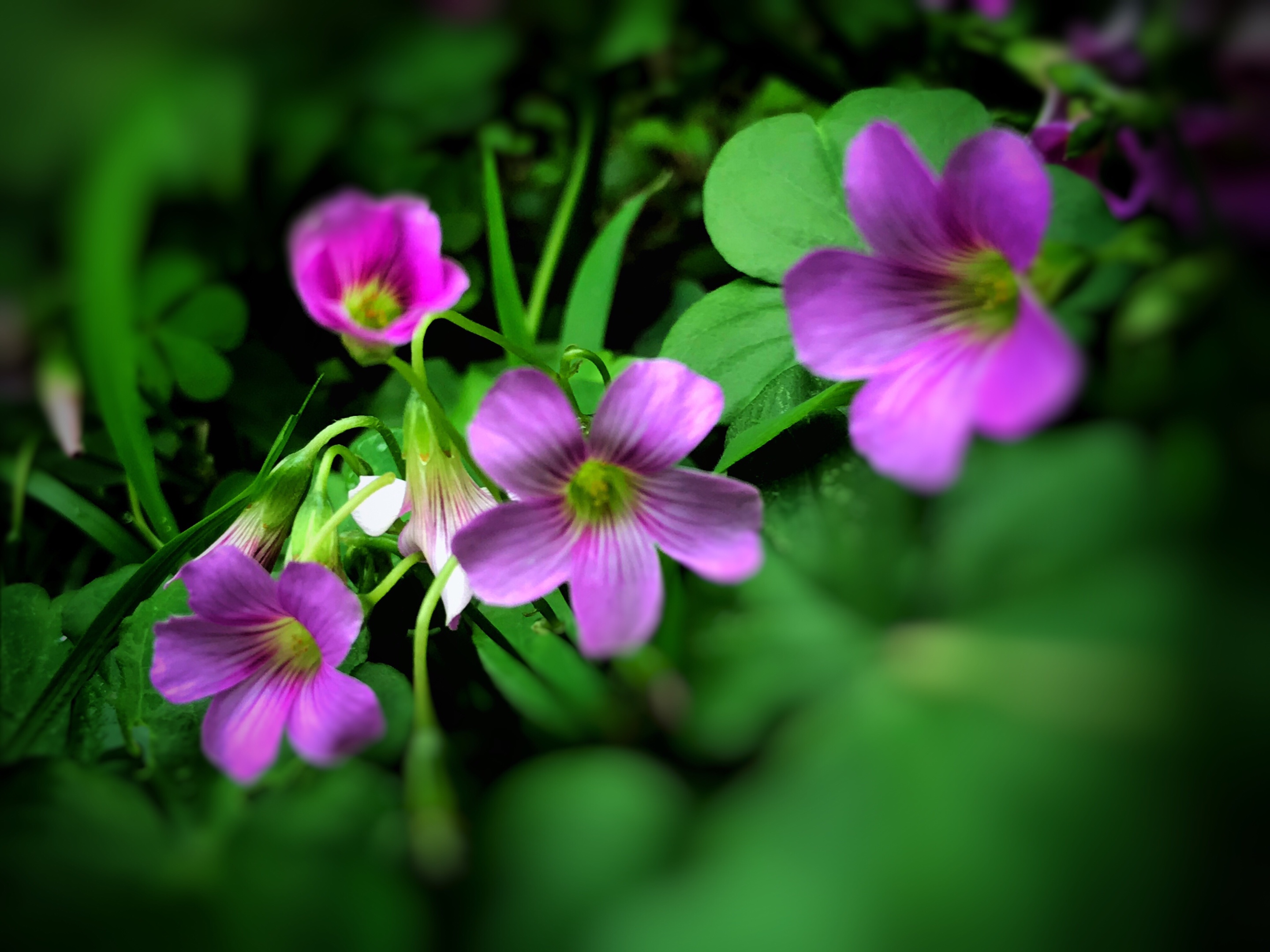 【首发】酢浆草