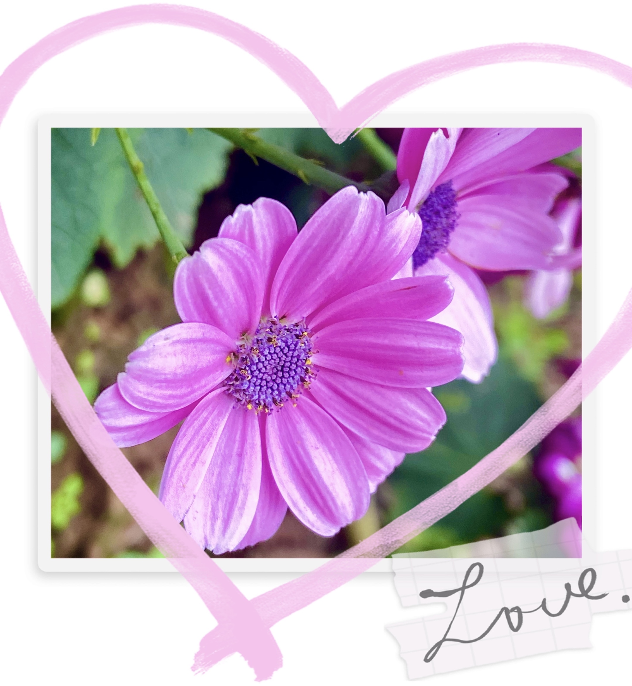 【首发】粉色瓜叶菊