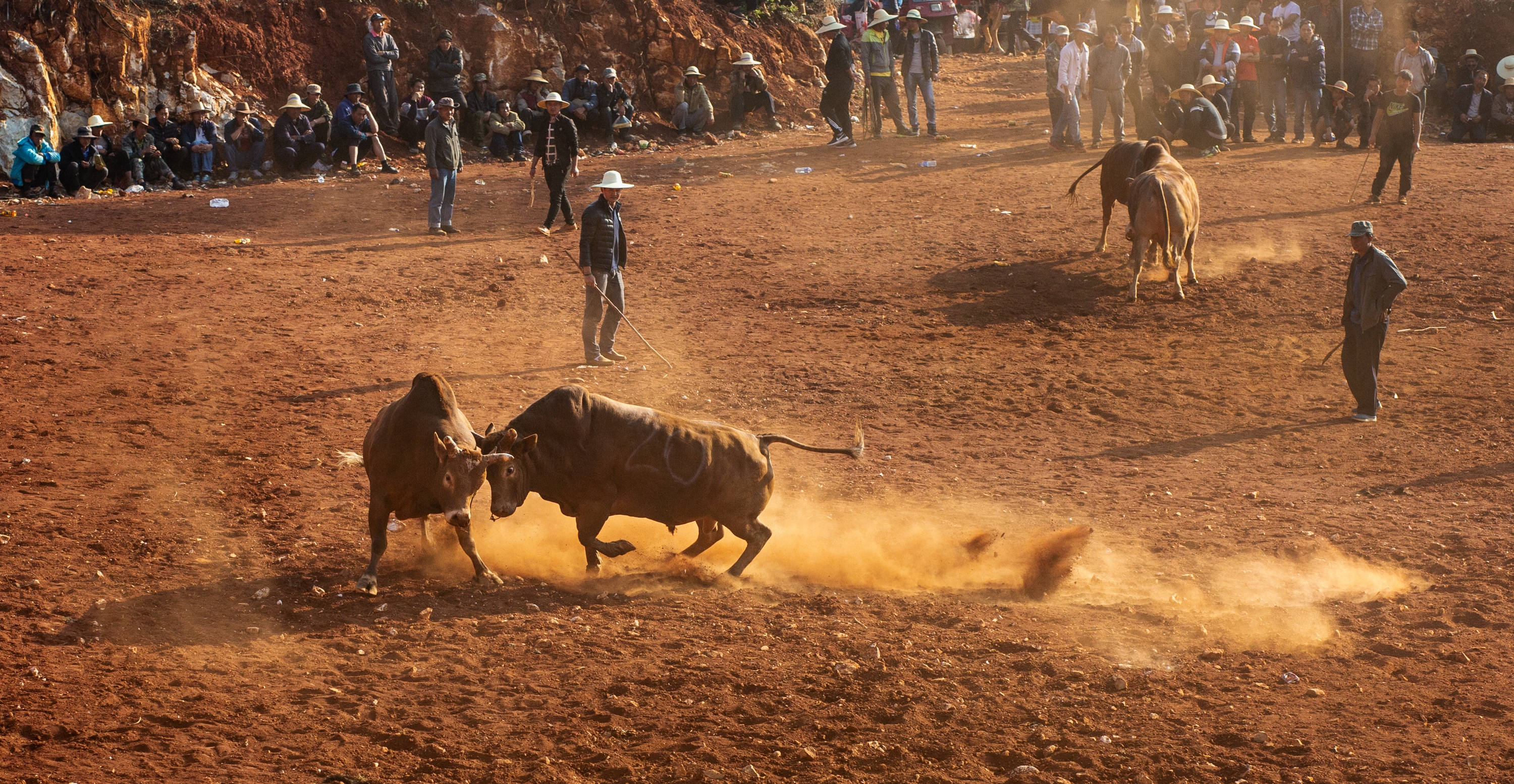 云南省石林县雨胜村,观看彝族撒尼族传统(斗牛)赛和大三弦的娱乐活动