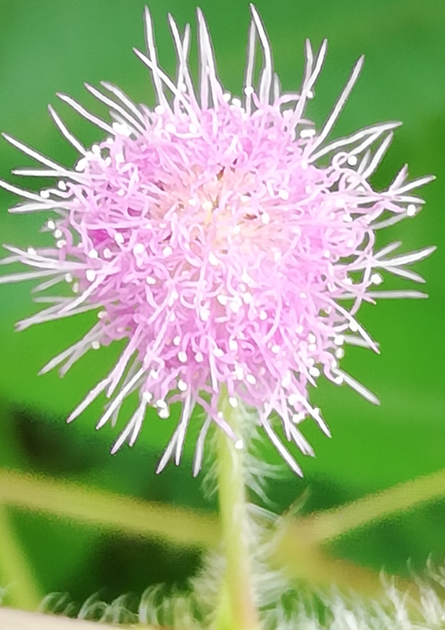 含羞草花[原创]