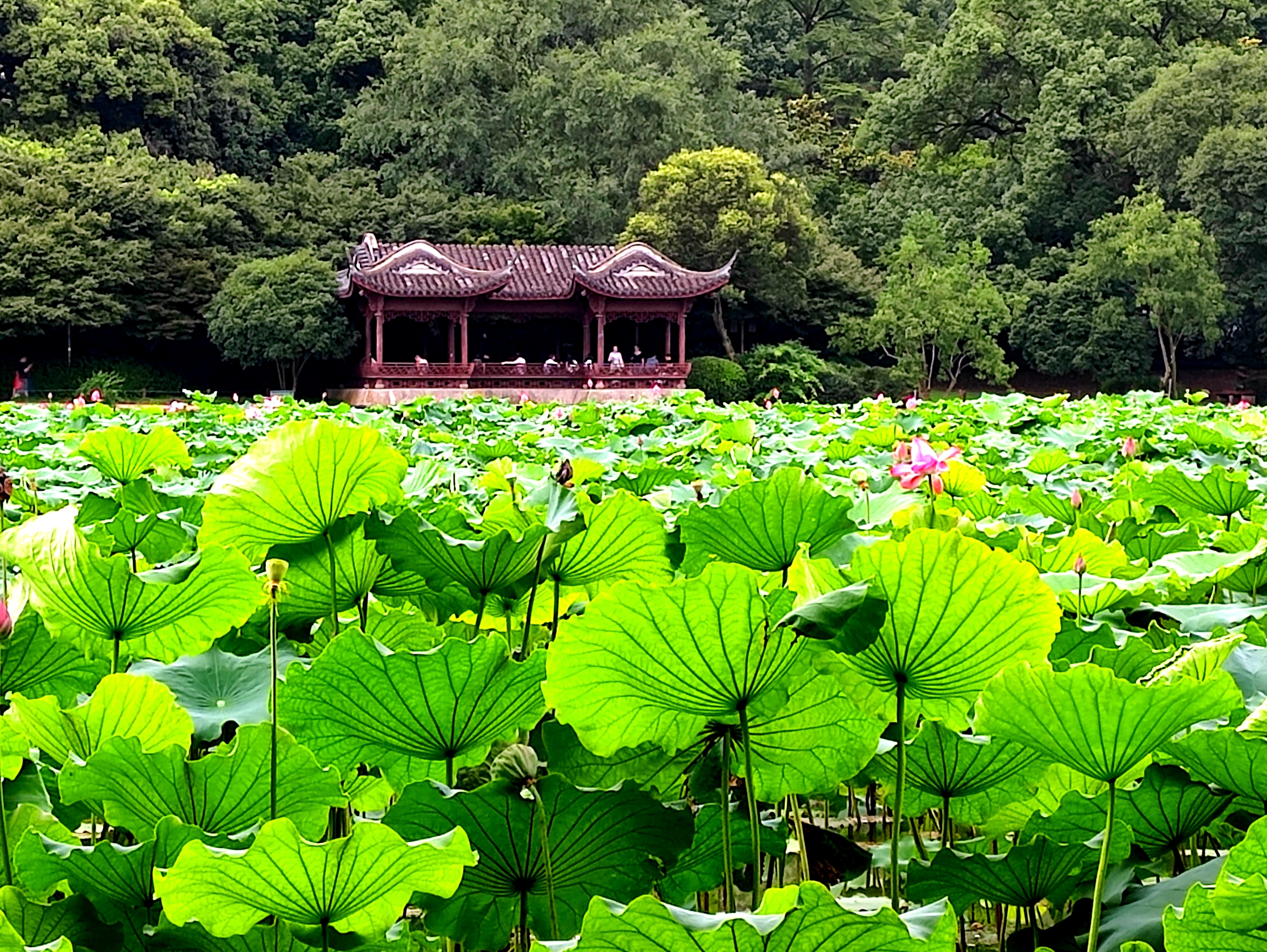 (首发) 醉美西湖六月中