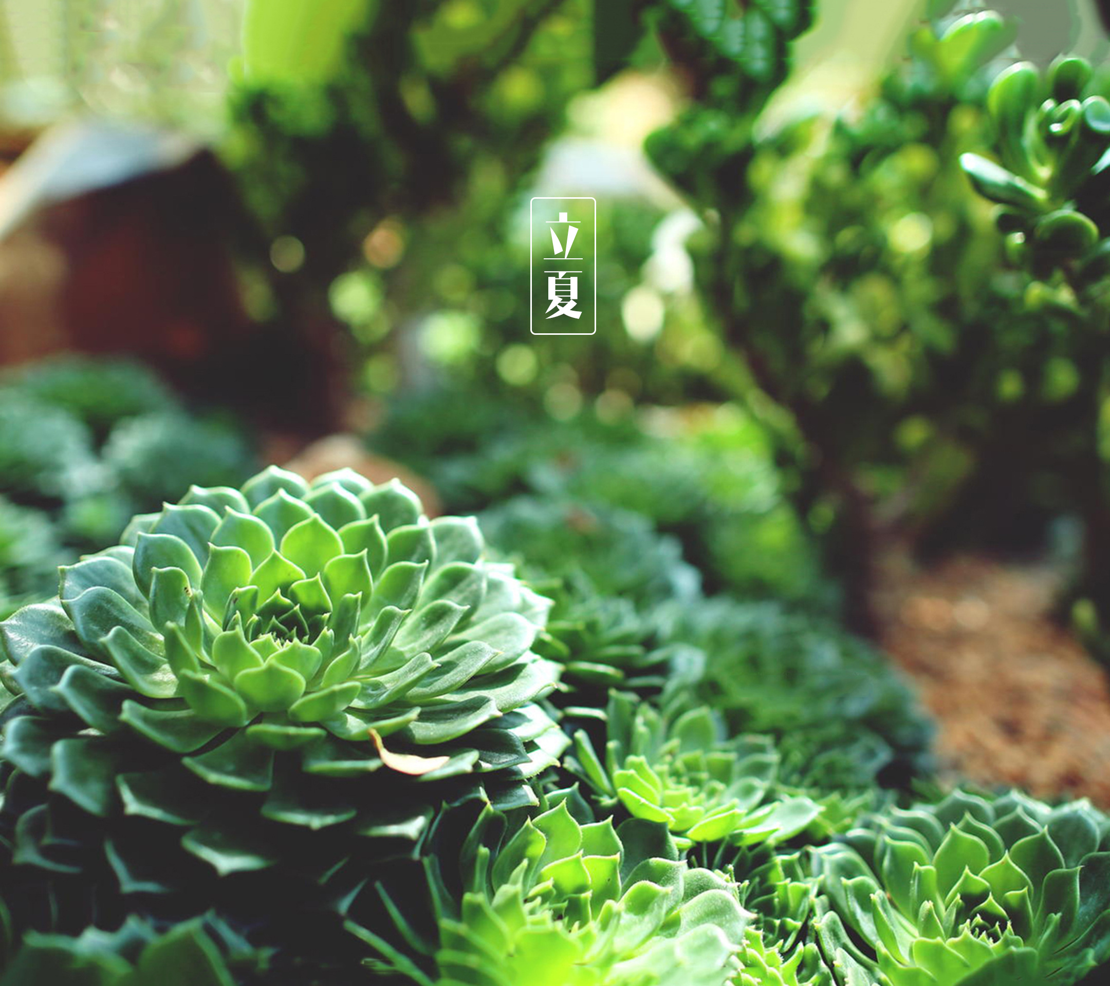 【立夏有感】【原创首发】