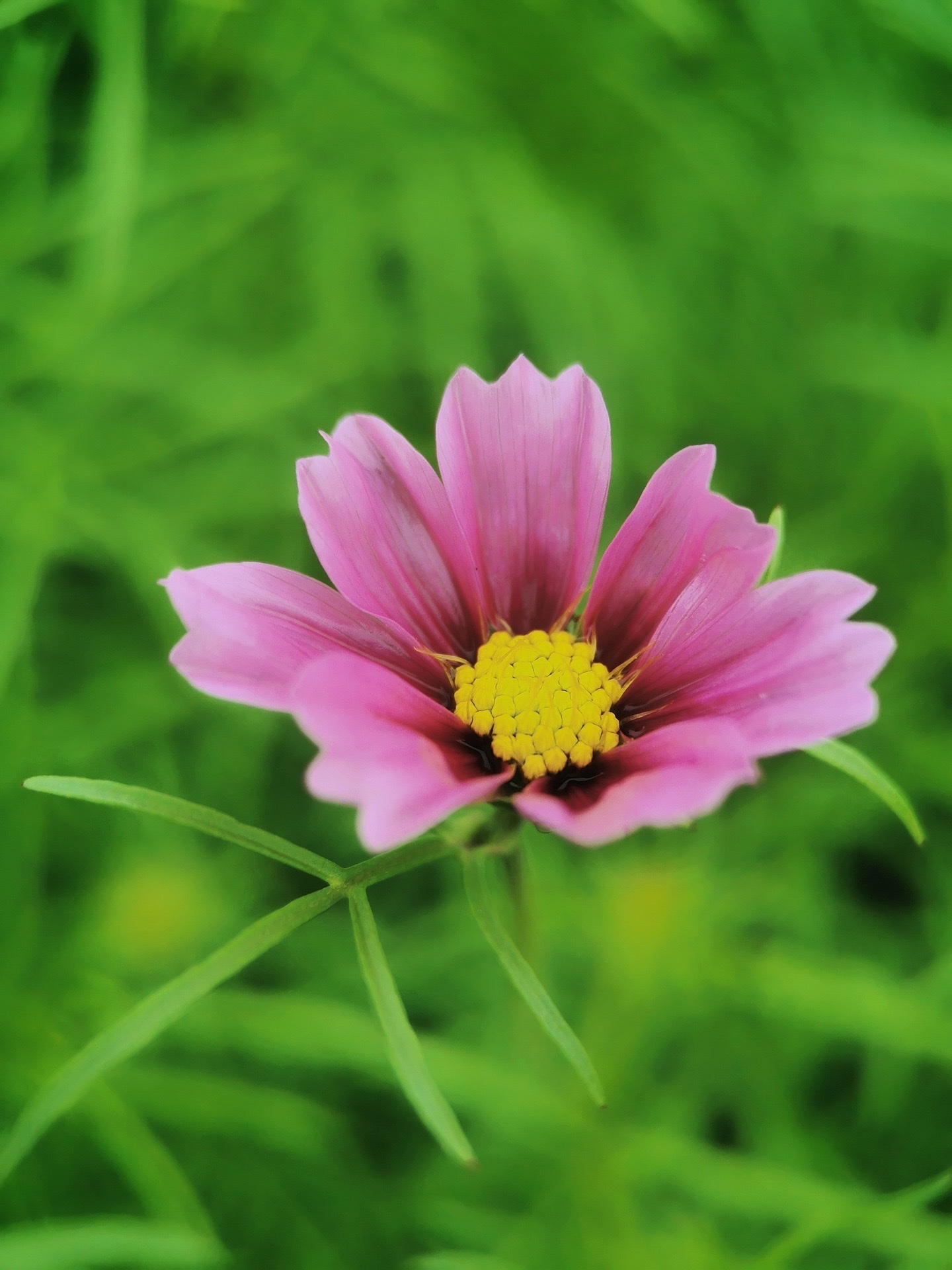 【首发】秋英花