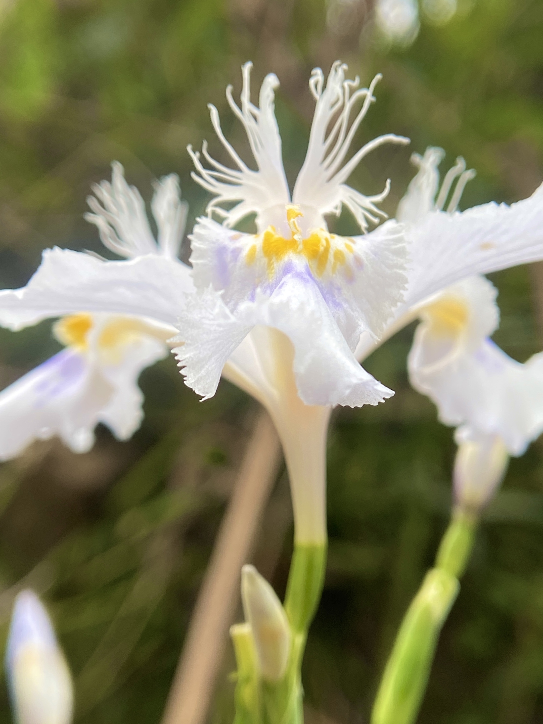 鸢尾兰 带着森林松树叶那独有的芳香 带着山涧晶莹