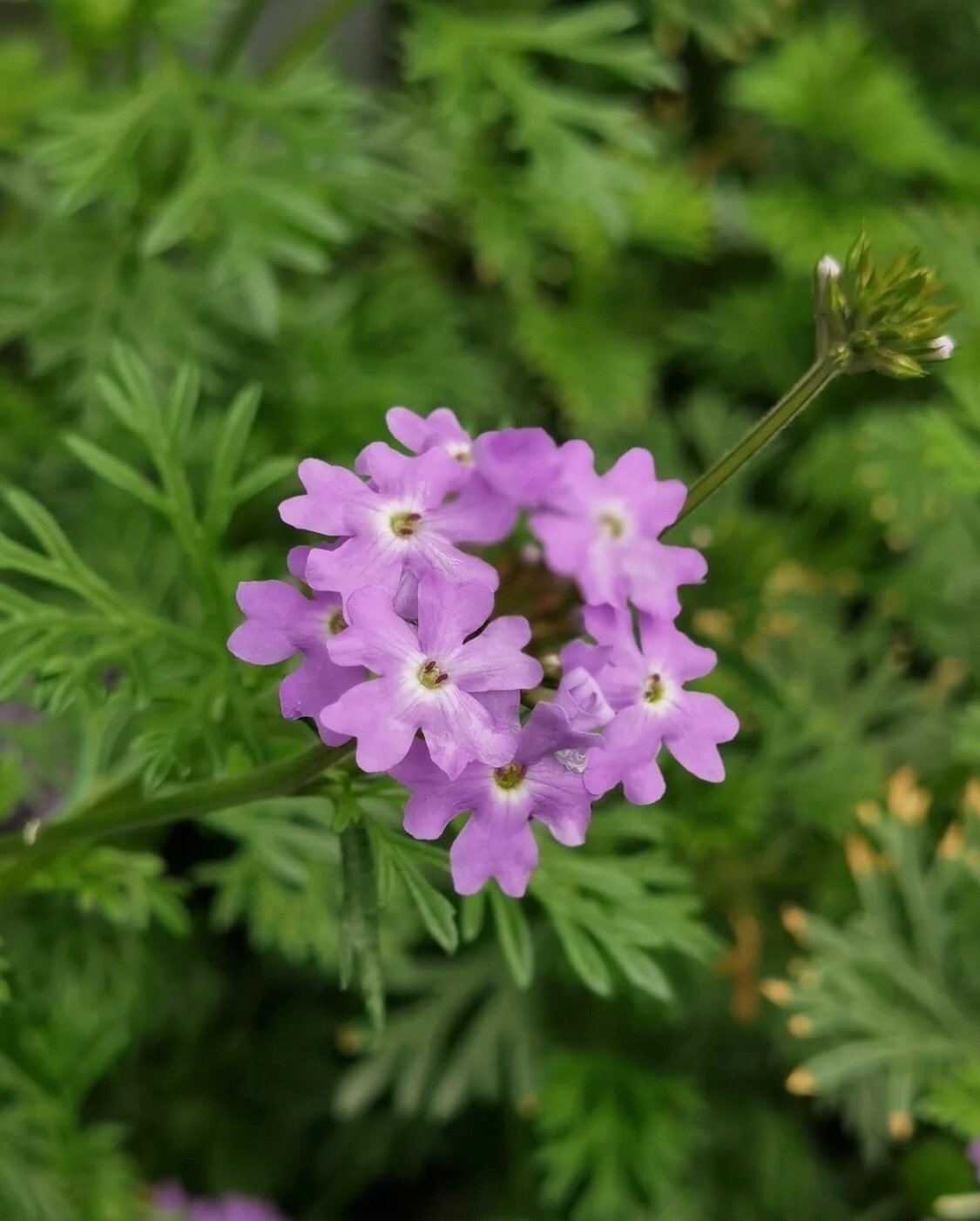 美女櫻:5-11月開花.