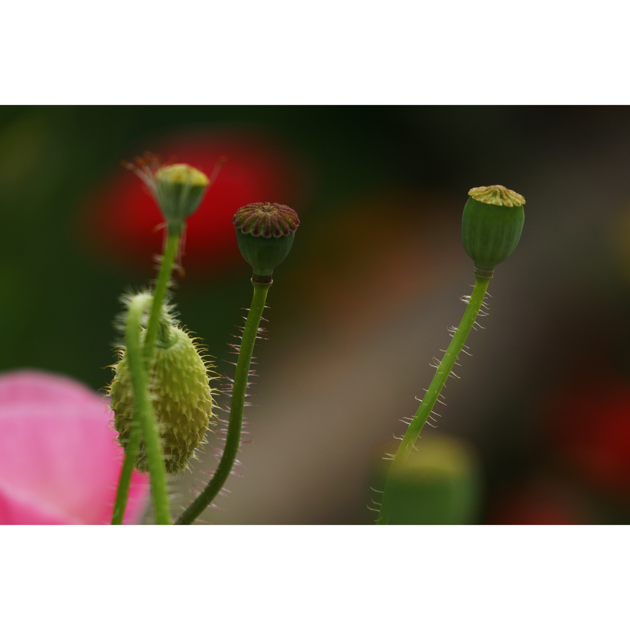 [首發]虞美人從花苞到果實