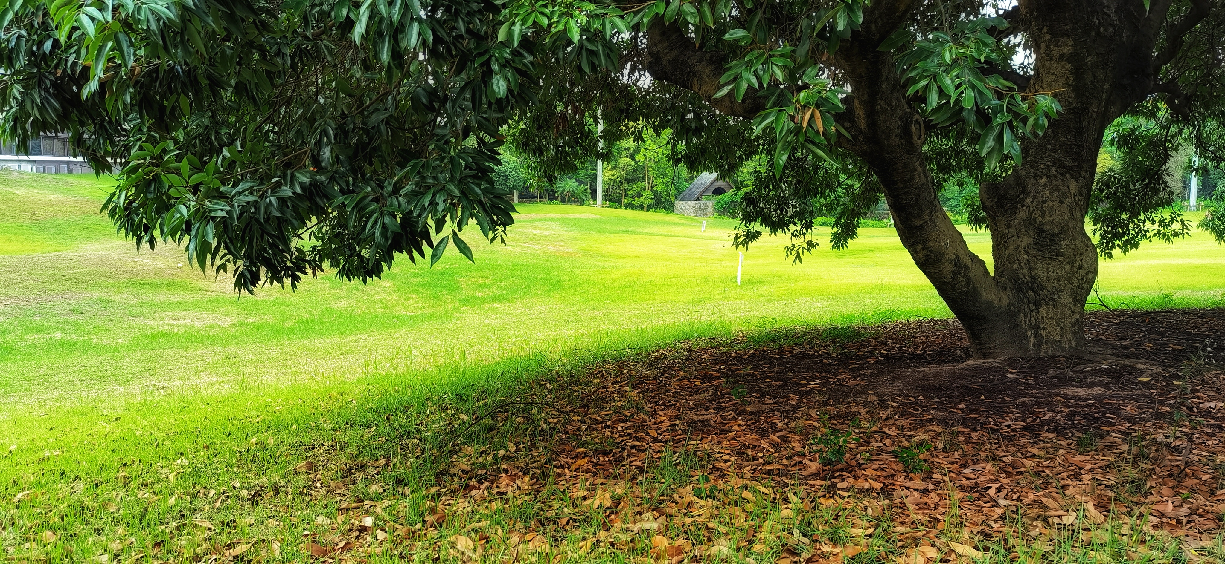 大树底下 [首发]