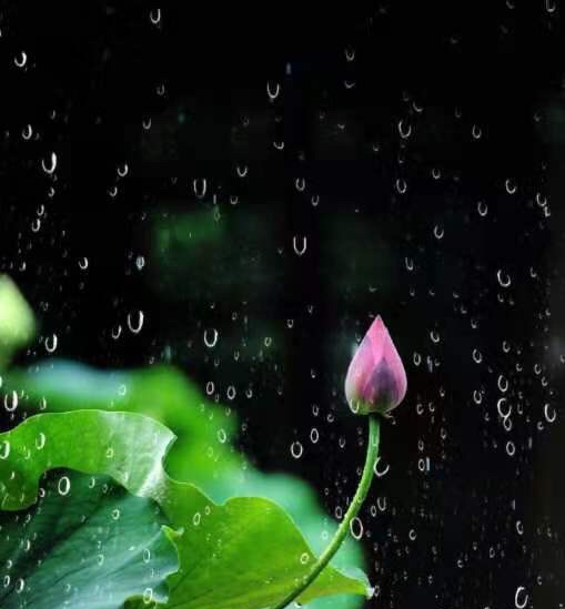 雨落缠绵 残荷倒影 此岸水湄 彼岸青黛 文/枯叶秋蝉