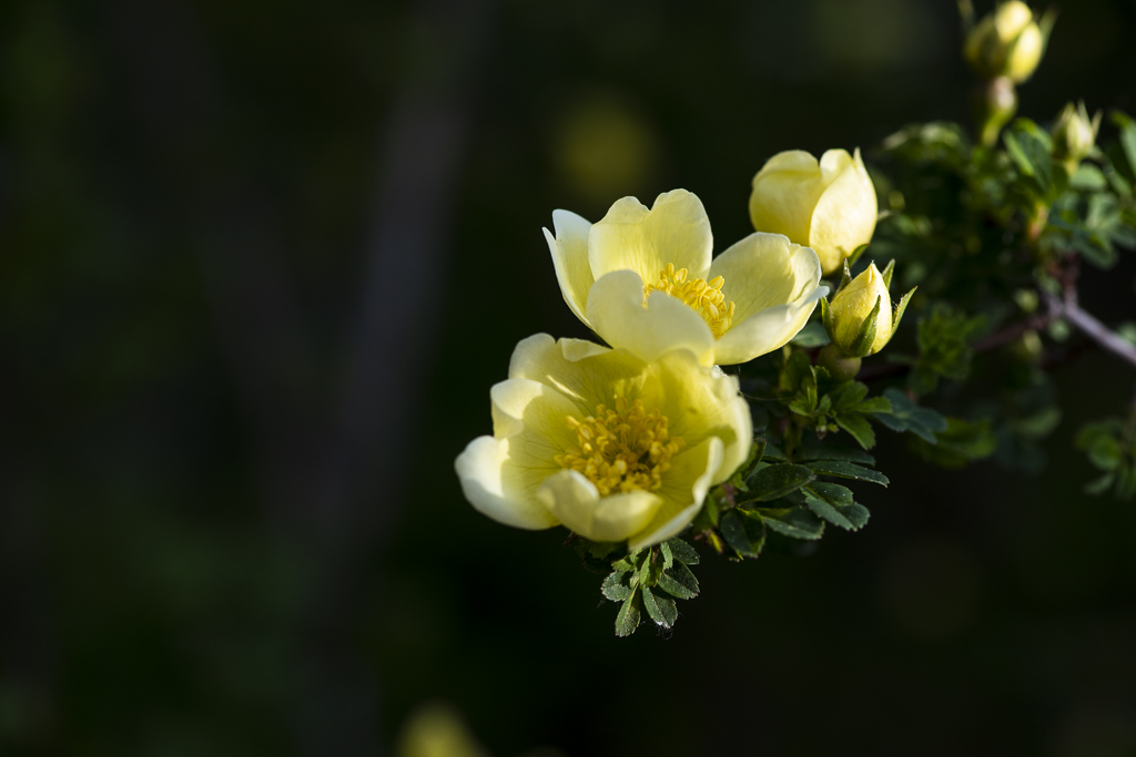 黃刺梅花開①(首發)