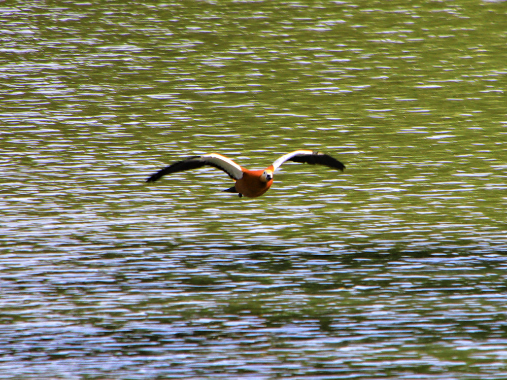 【首发】金鸭翱翔展英姿(8)