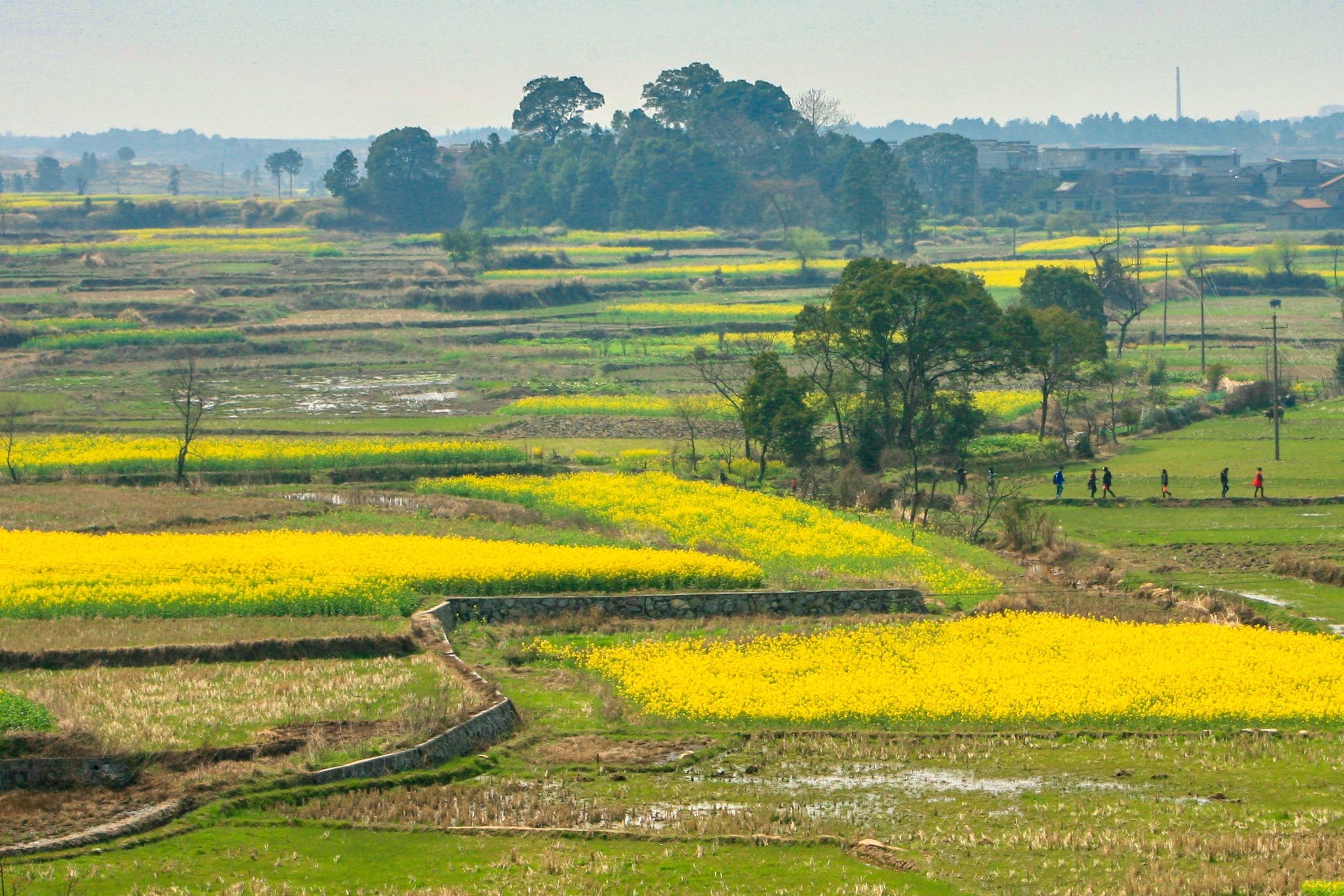 (首发)江南的春天