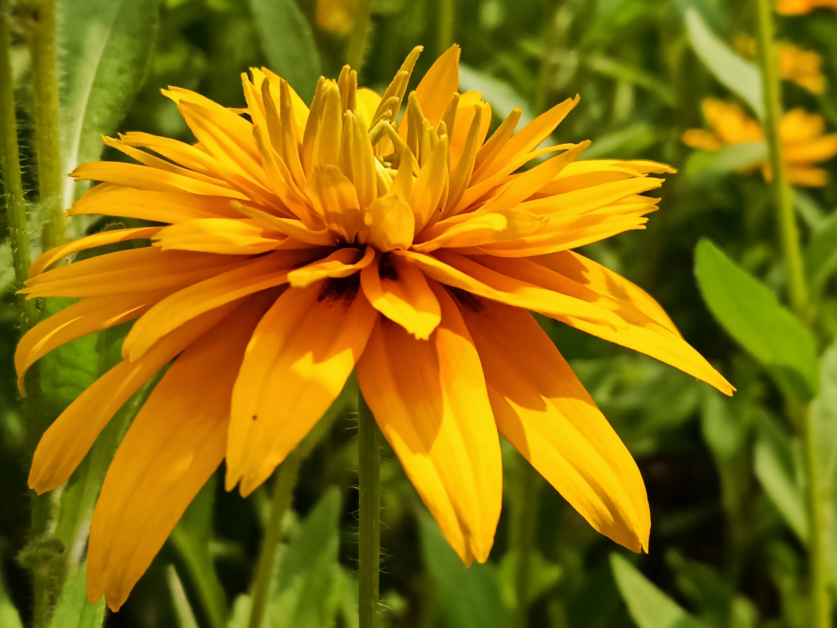 重瓣黑心金光菊【首发】