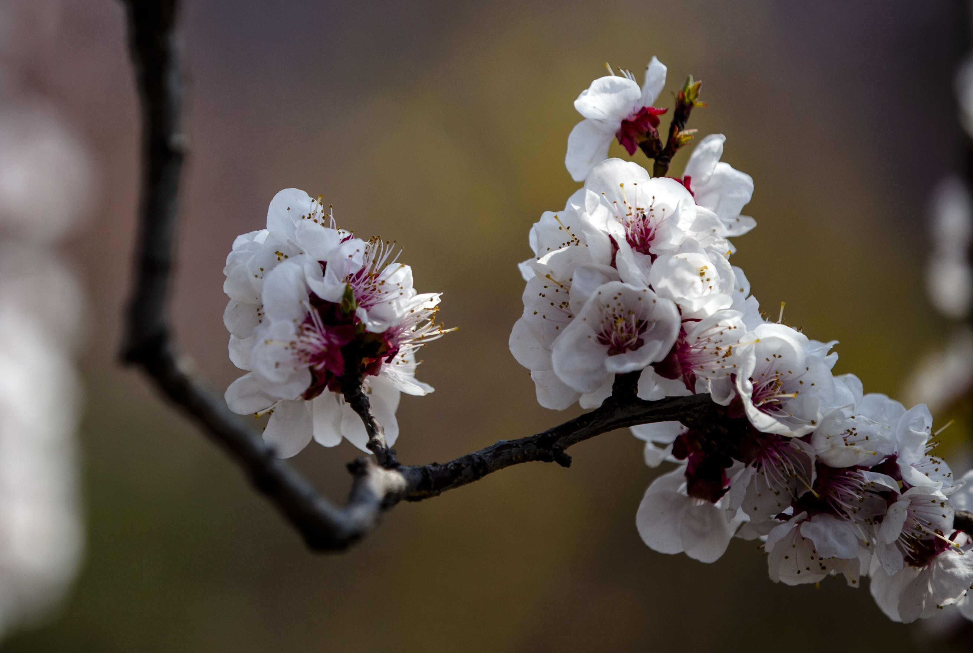 桃花红菜花黄图片