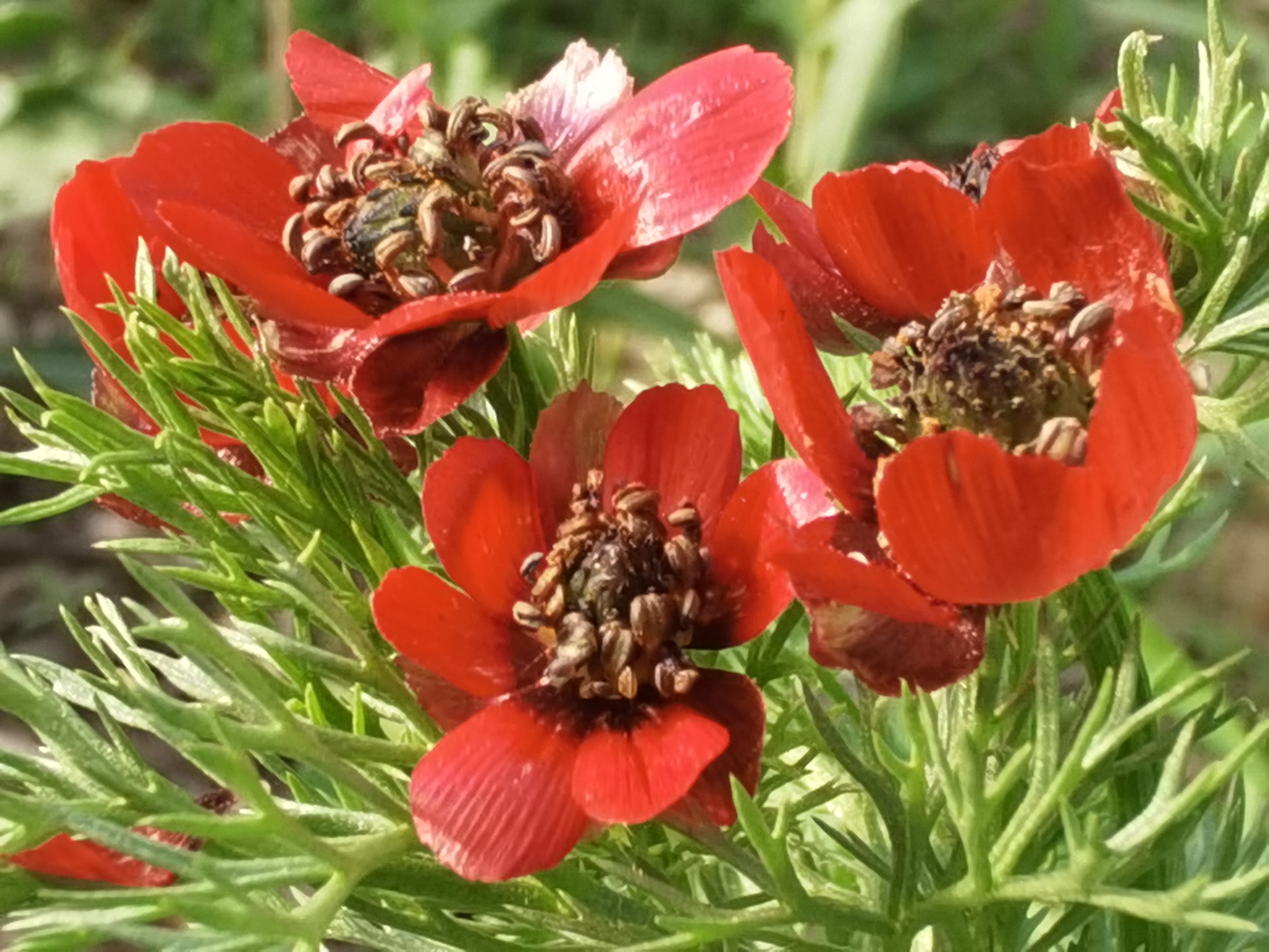 【首发】夏侧金盏花你们认识吗?可好看了