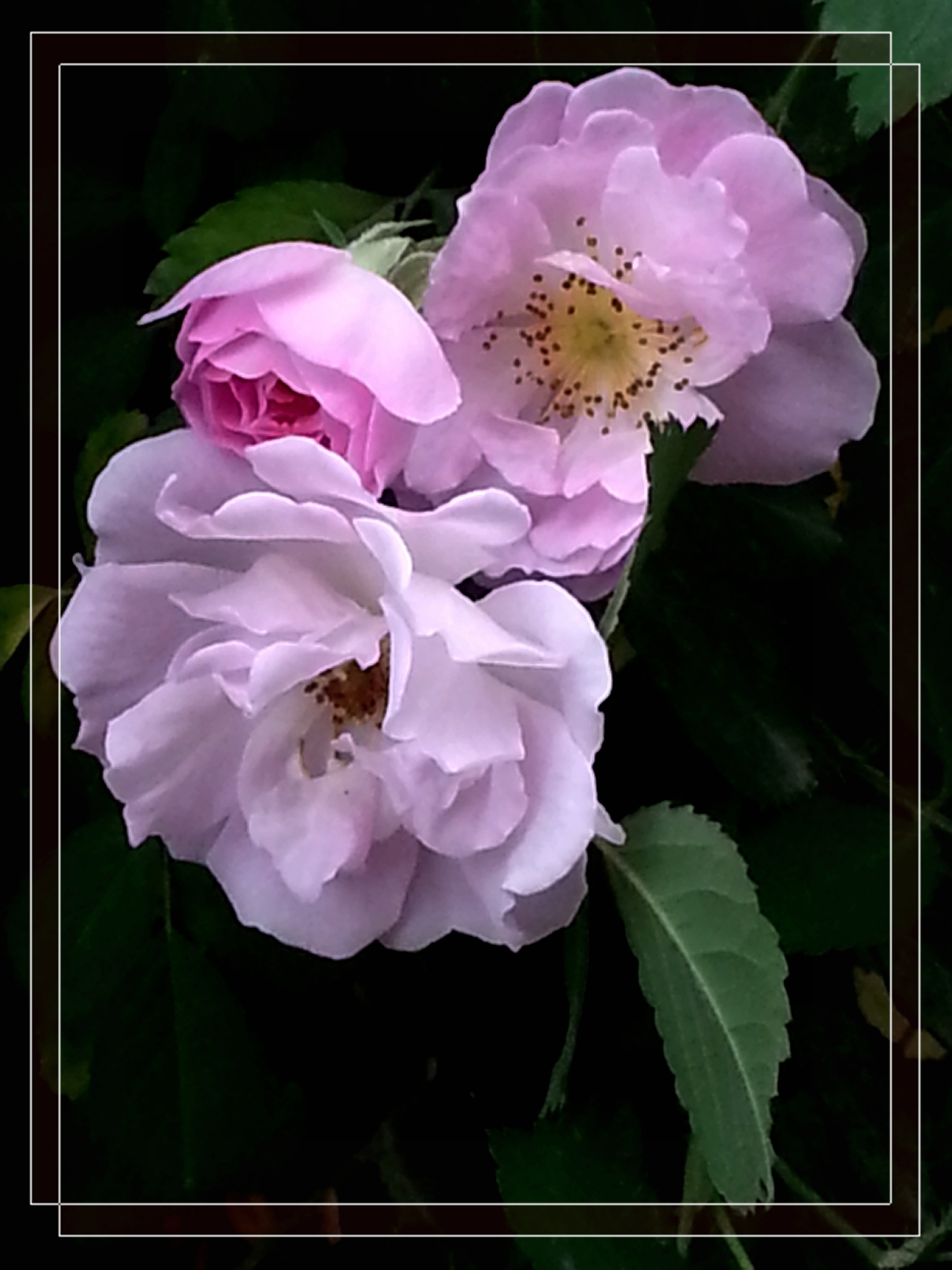 【首发】花团锦簇的七姐妹花