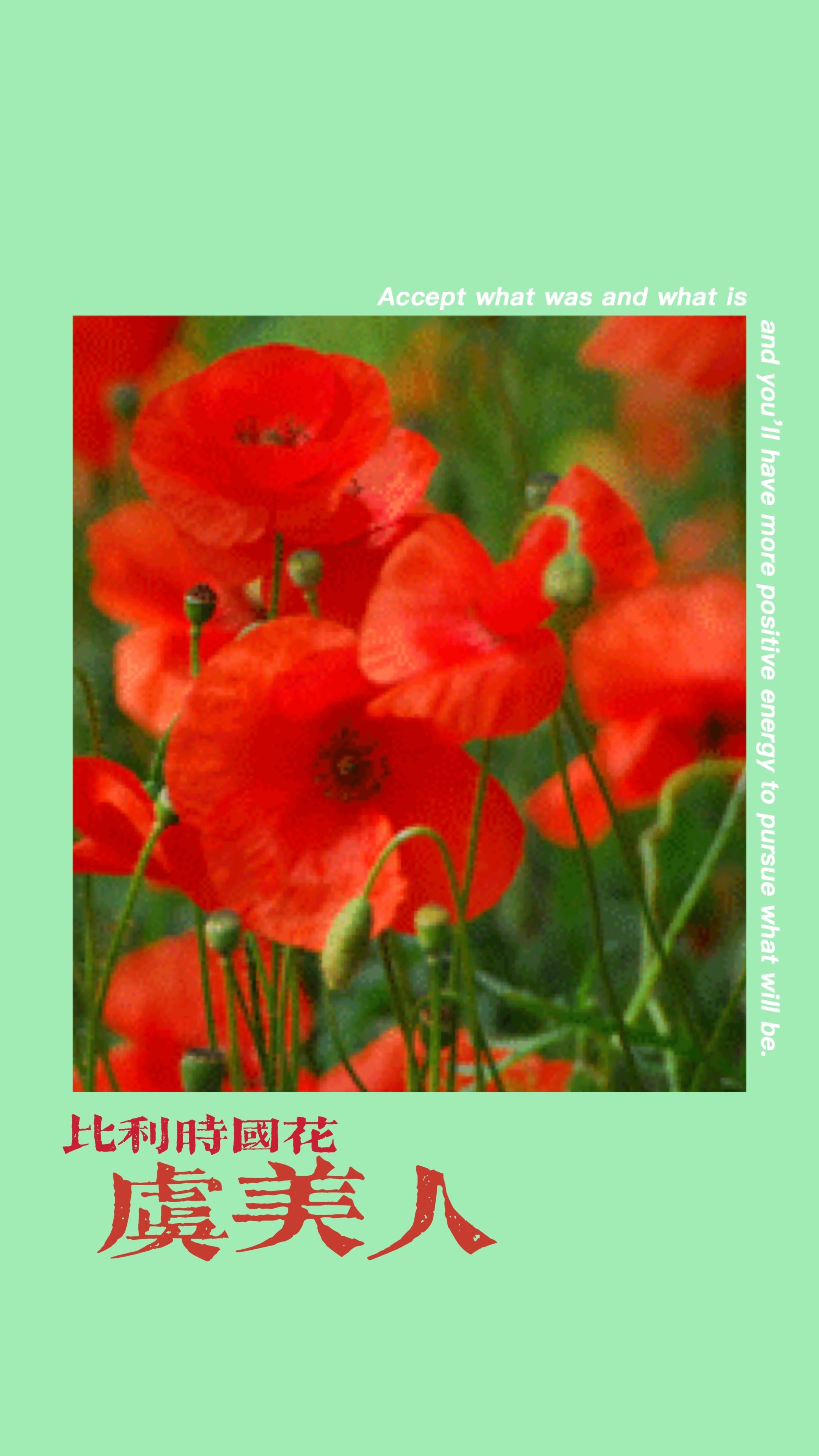 比利时——虞美人