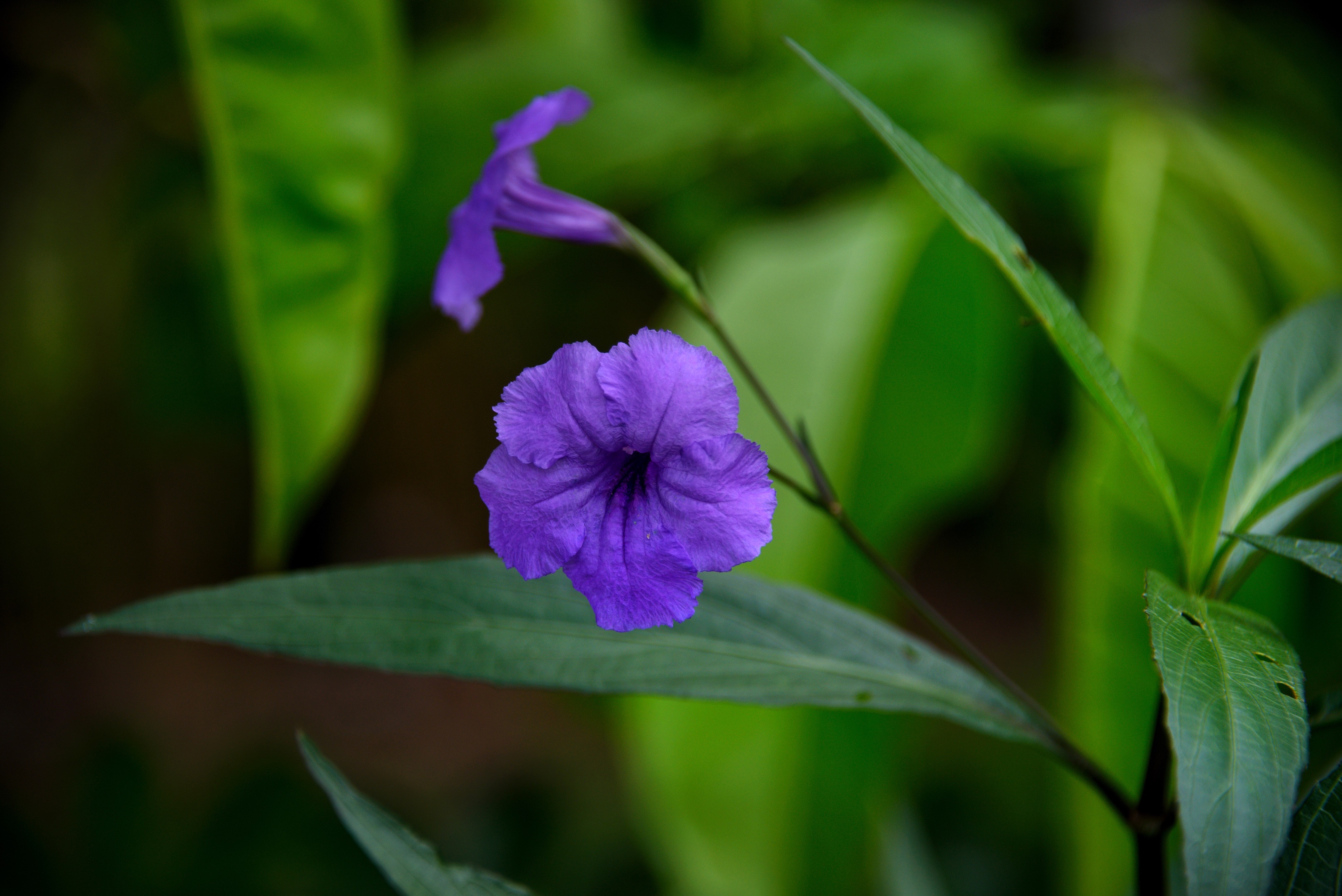 蓝花草(蓝花草图)