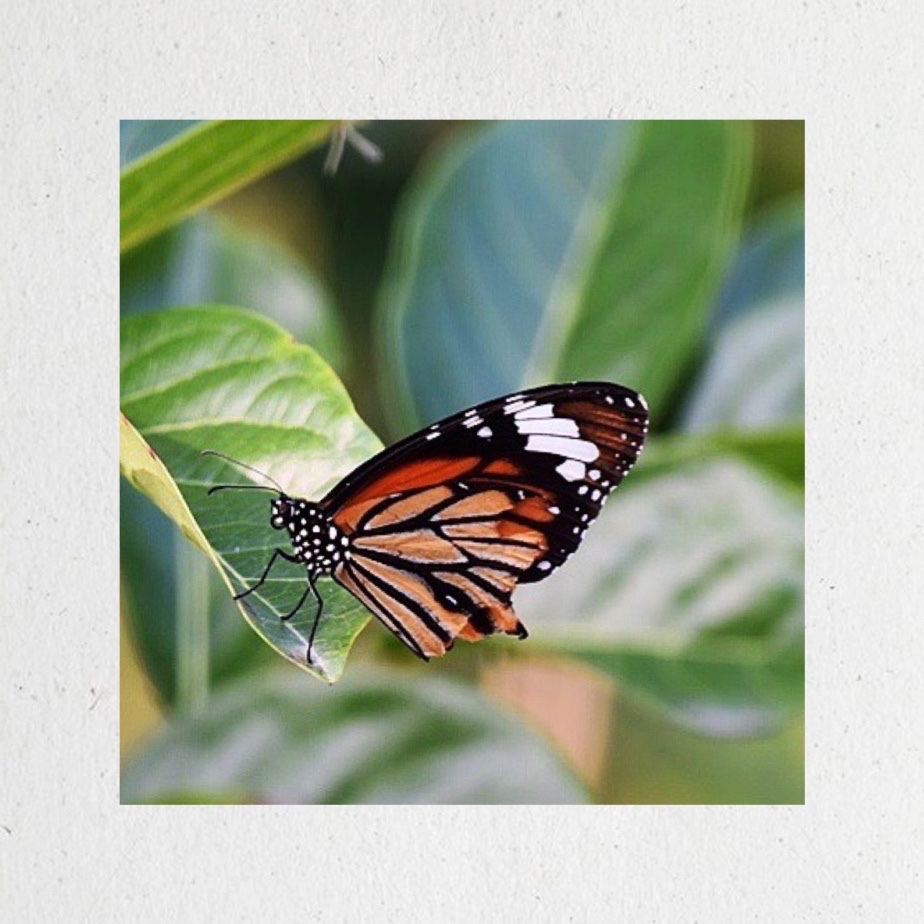 首发〕虎斑蝴蝶