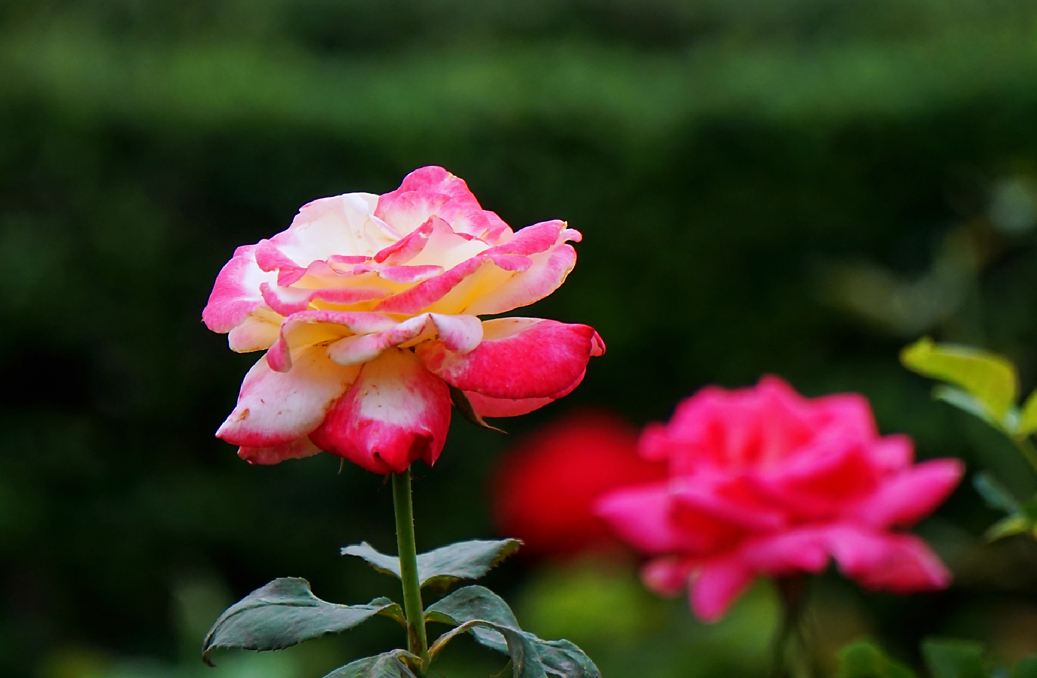 芳香四溢月季花(首发)