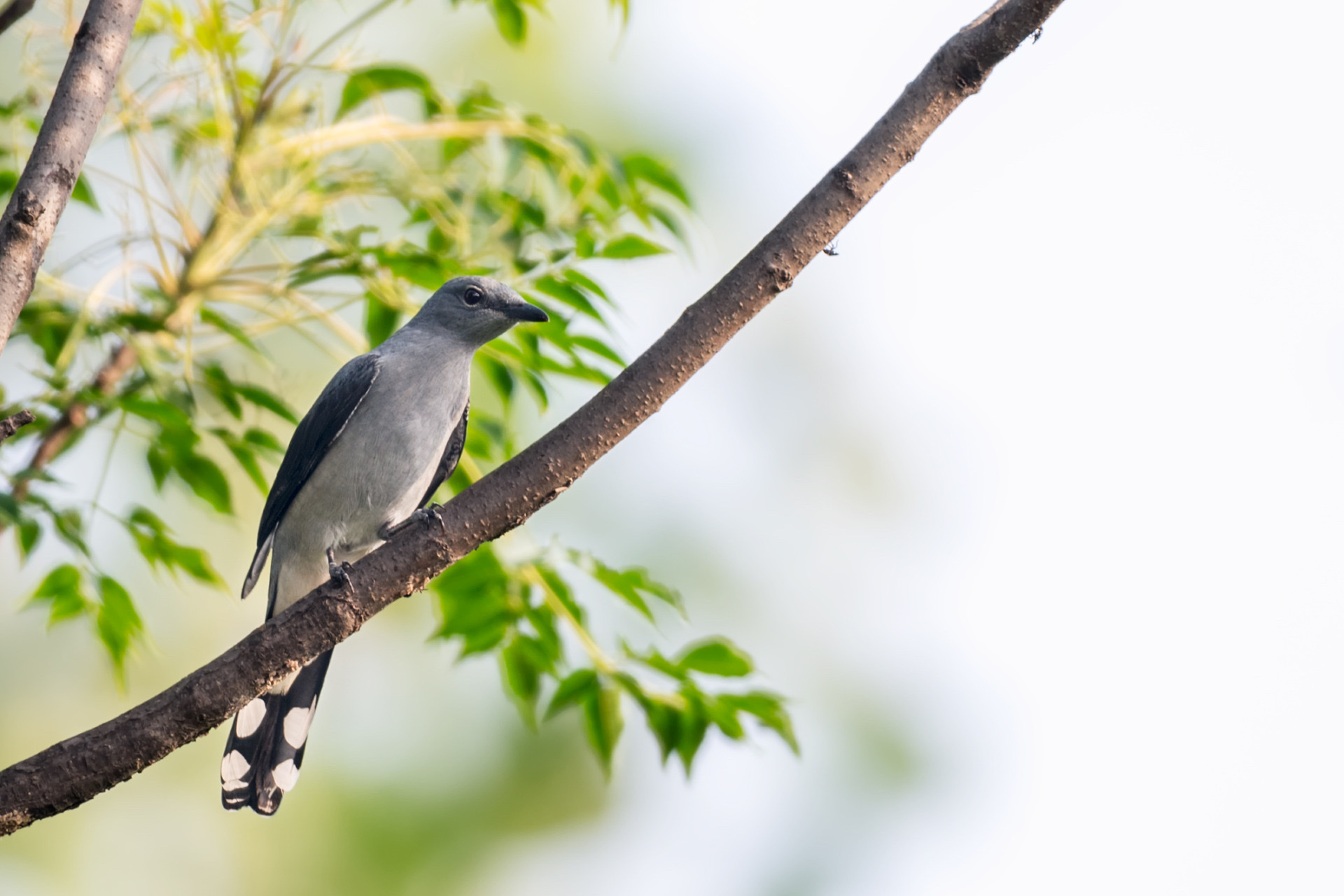 【首发】暗灰鹃鵙