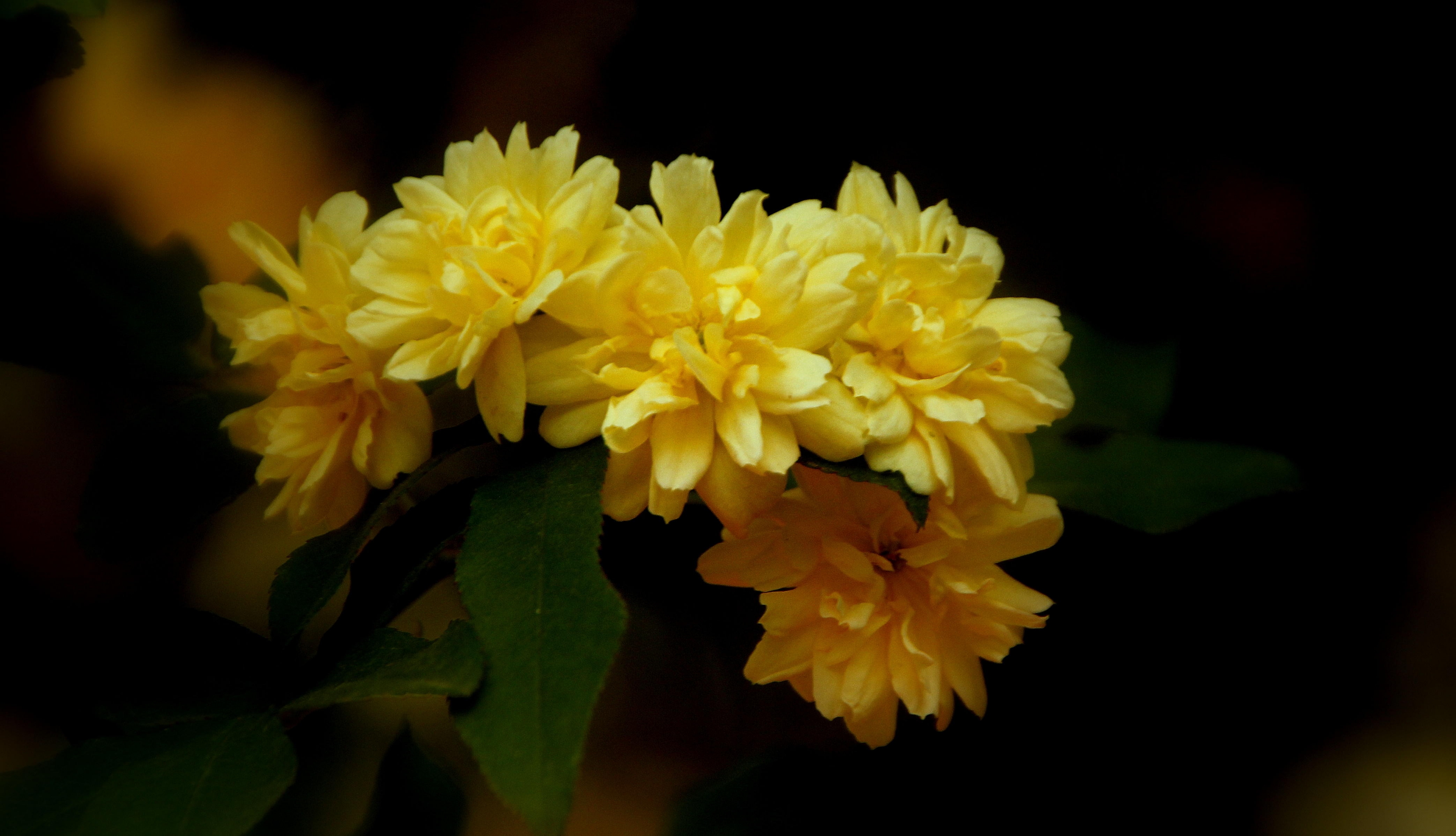 黄木香花是蔷薇科花卉植物,基本与蔷薇同时开放