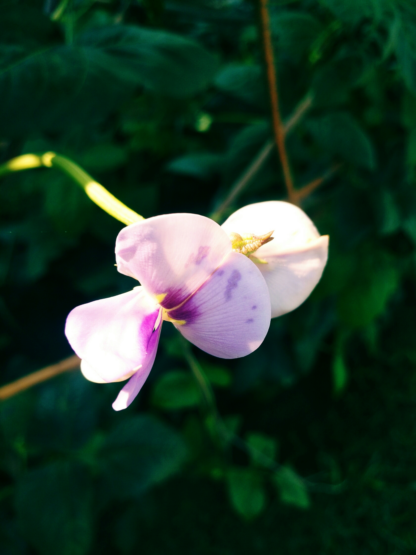 豌豆莢花(原創首發)