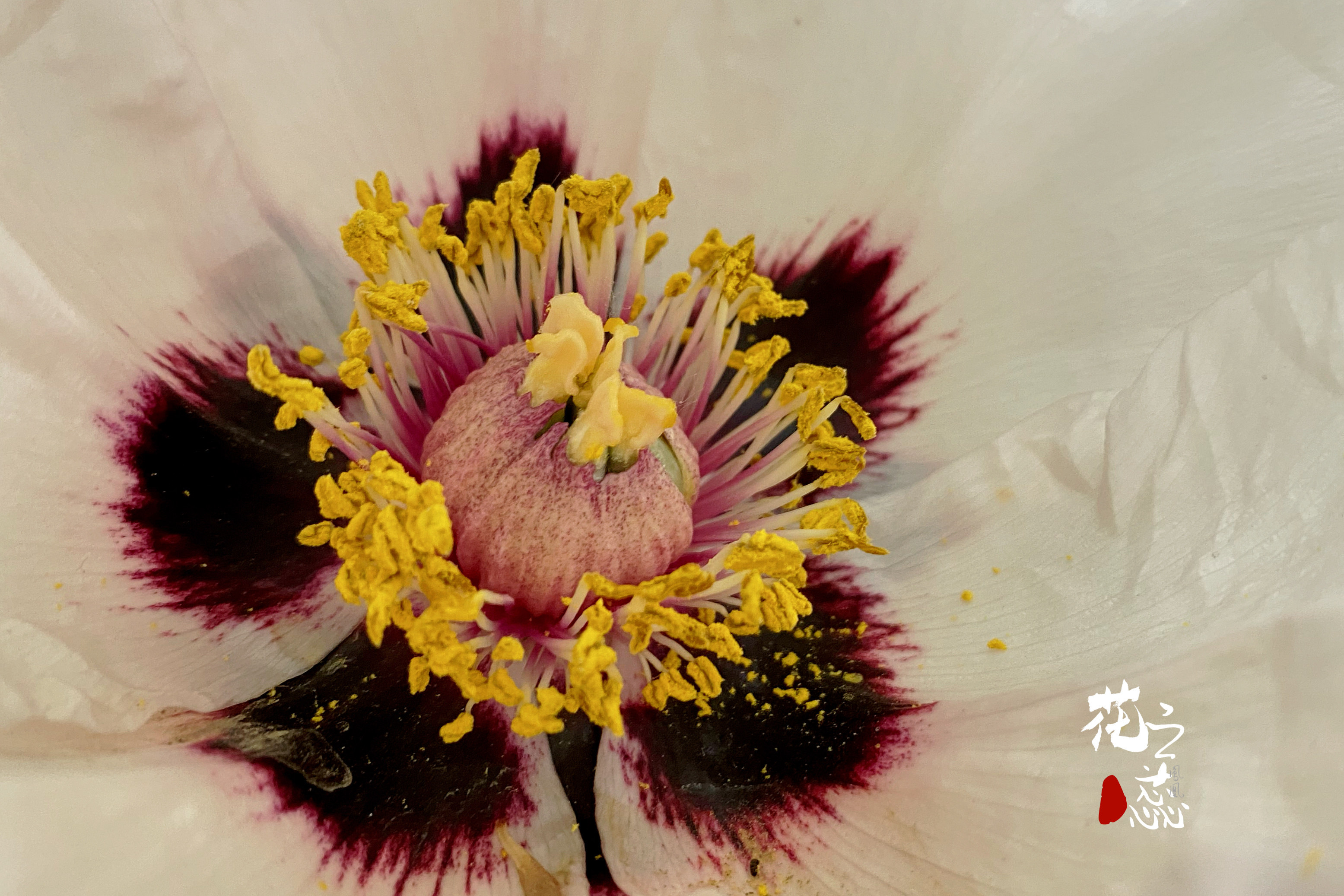 牡丹花心的变化[首发]