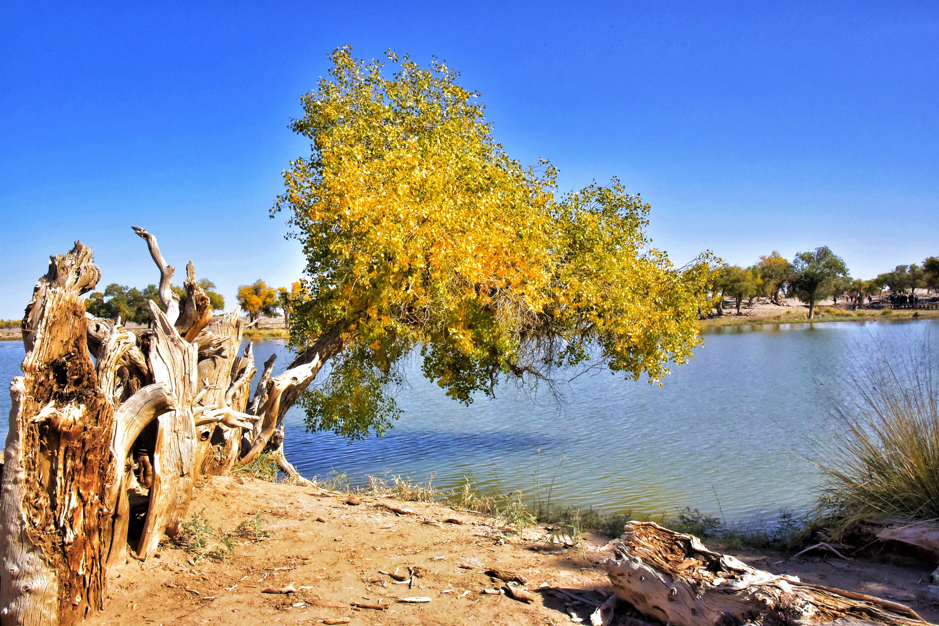 黑城 弱水胡杨风景区(首发)