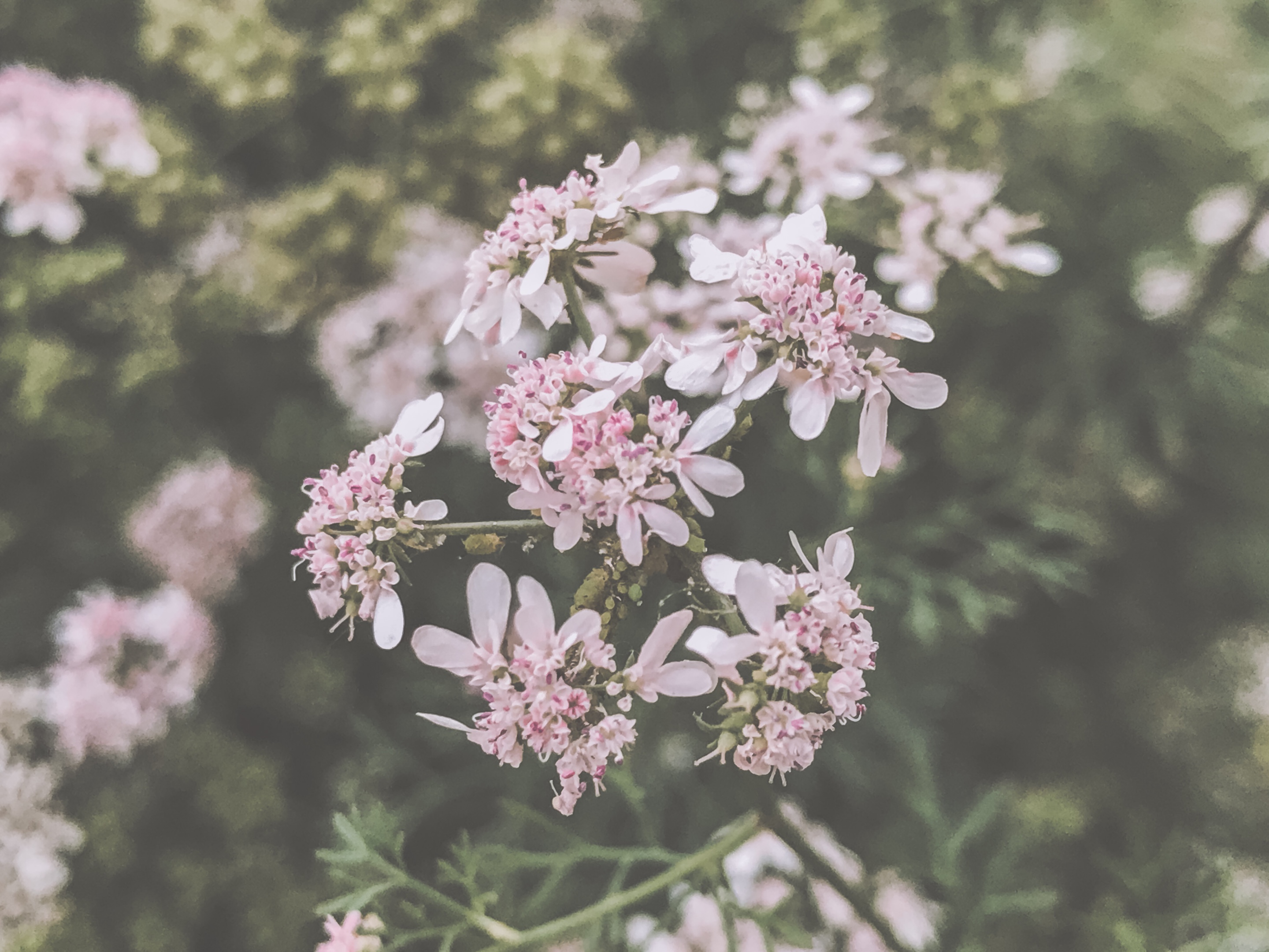 繁花盛开「摄影首发」