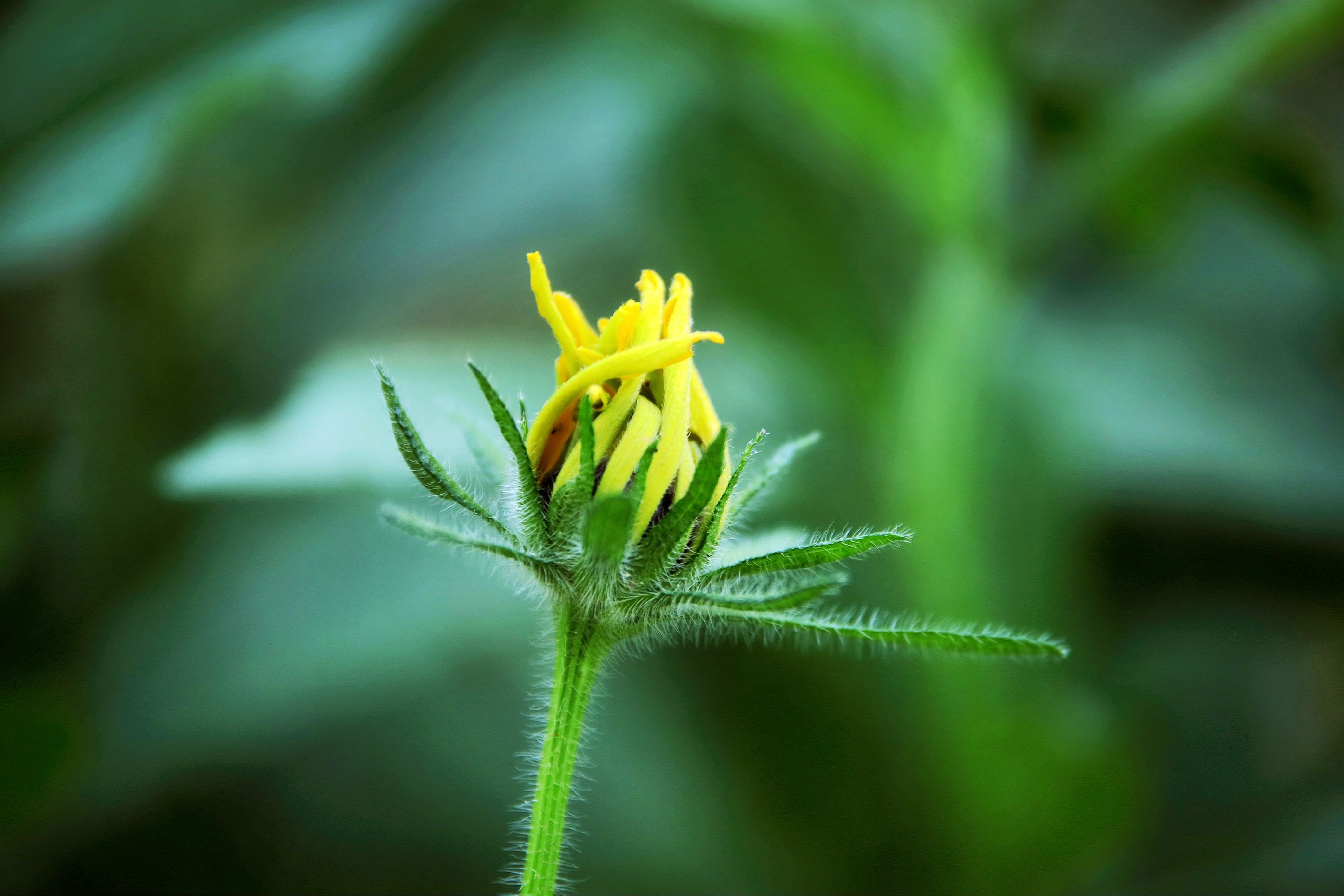 【首发】黑心金光菊(1)