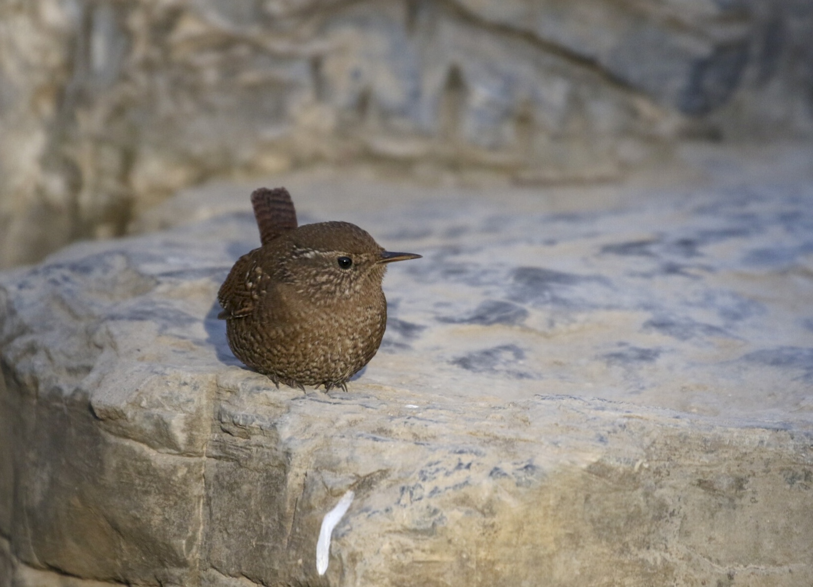小小鸟儿焦鹩【首发】