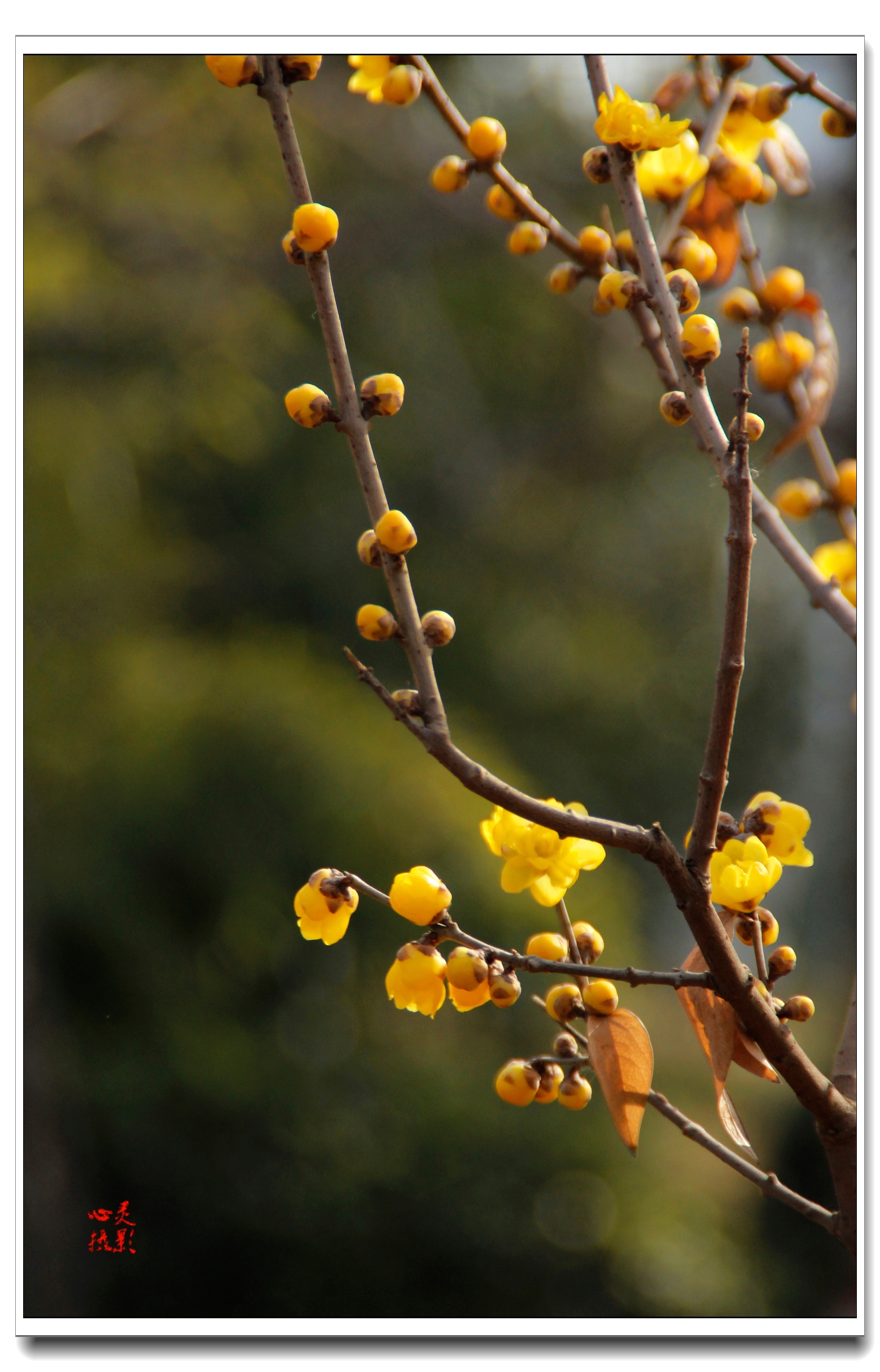 【首发】铮铮铁骨腊梅花