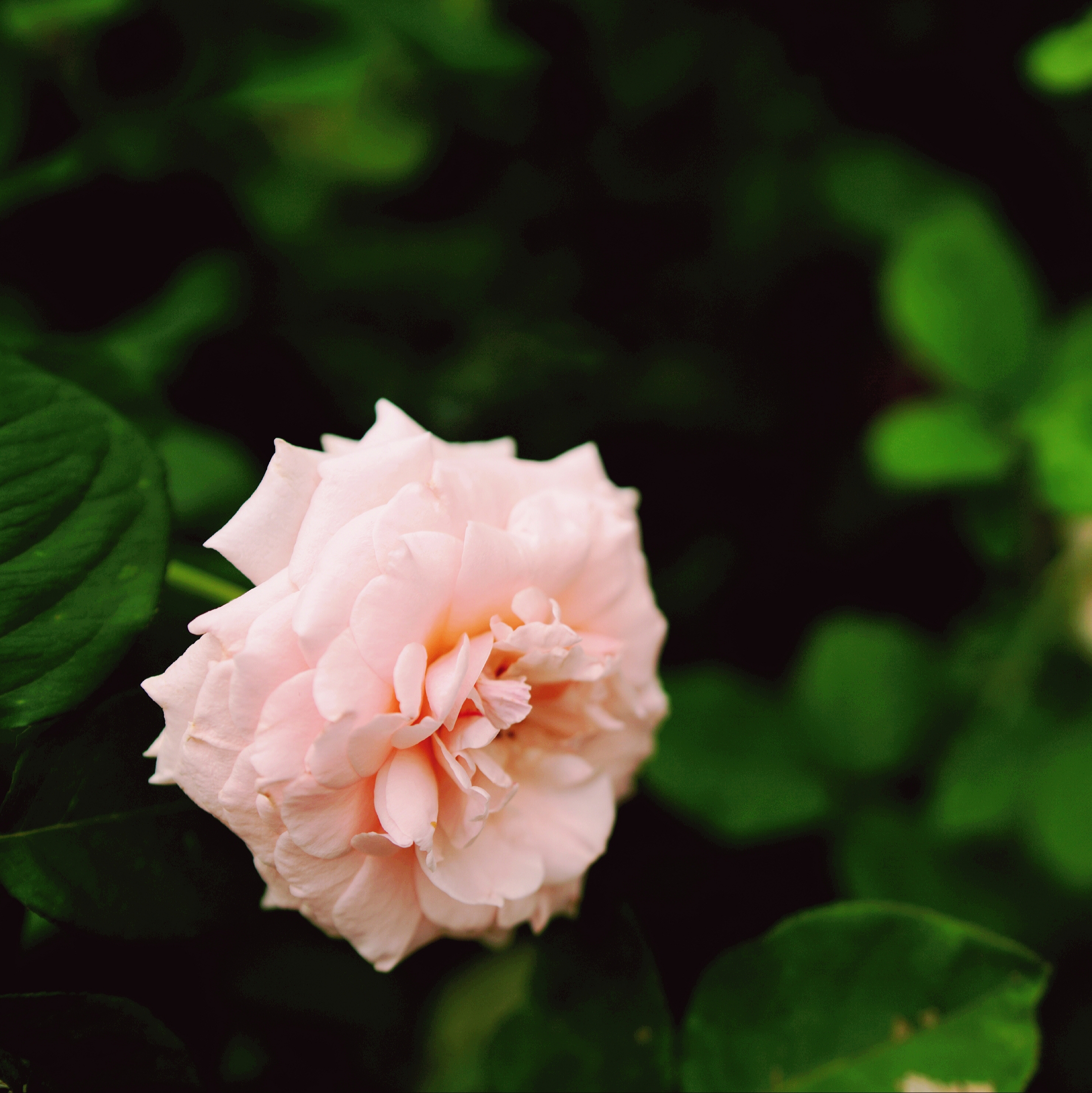 小清新 月季花【原创首发】