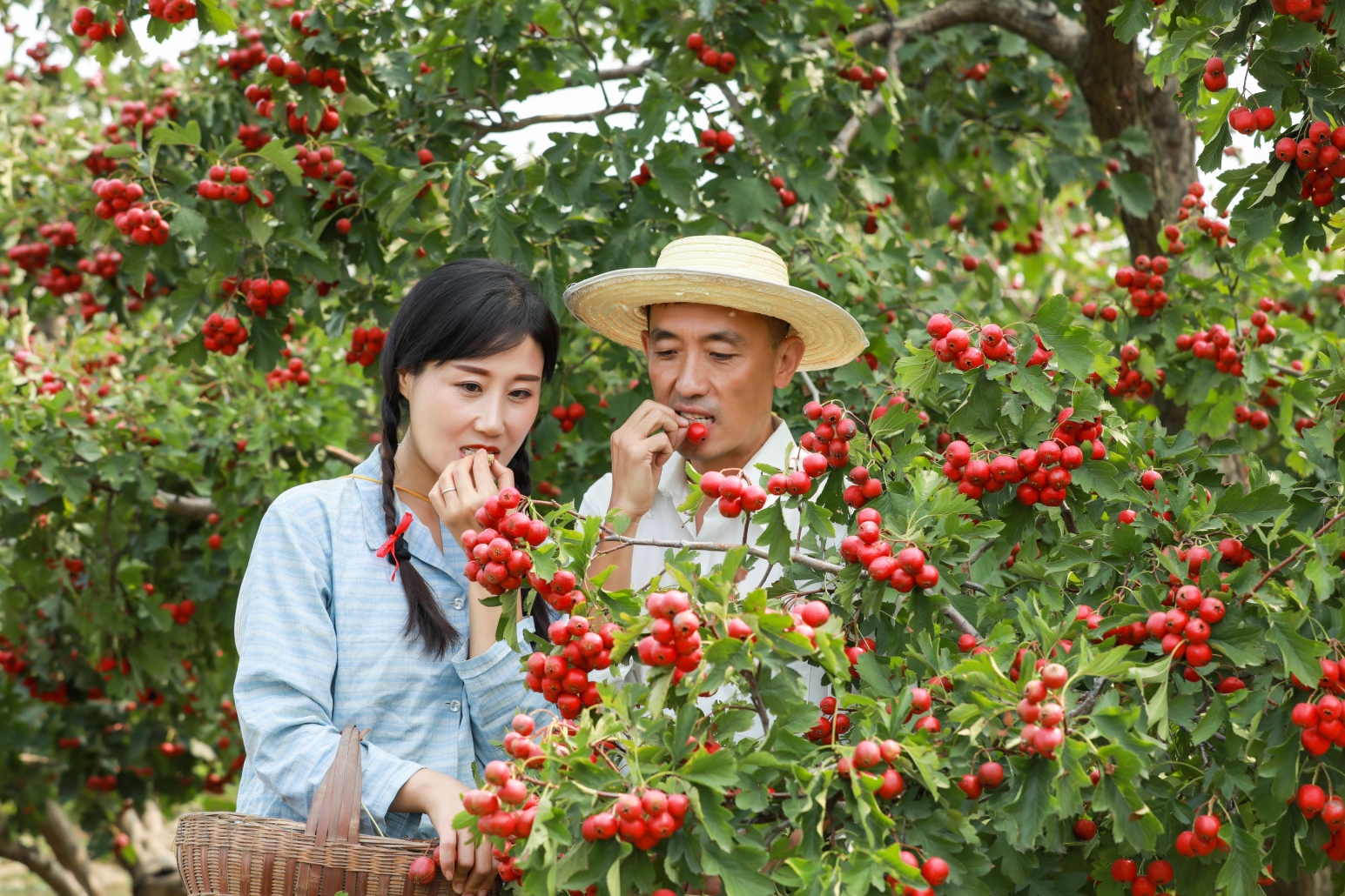 山楂樹之戀