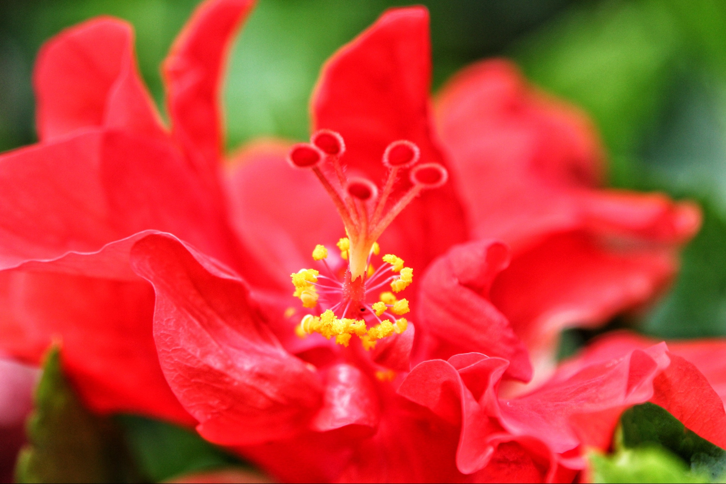 由于花色大多为红色,所以中国岭南一带将之俗称为大红花