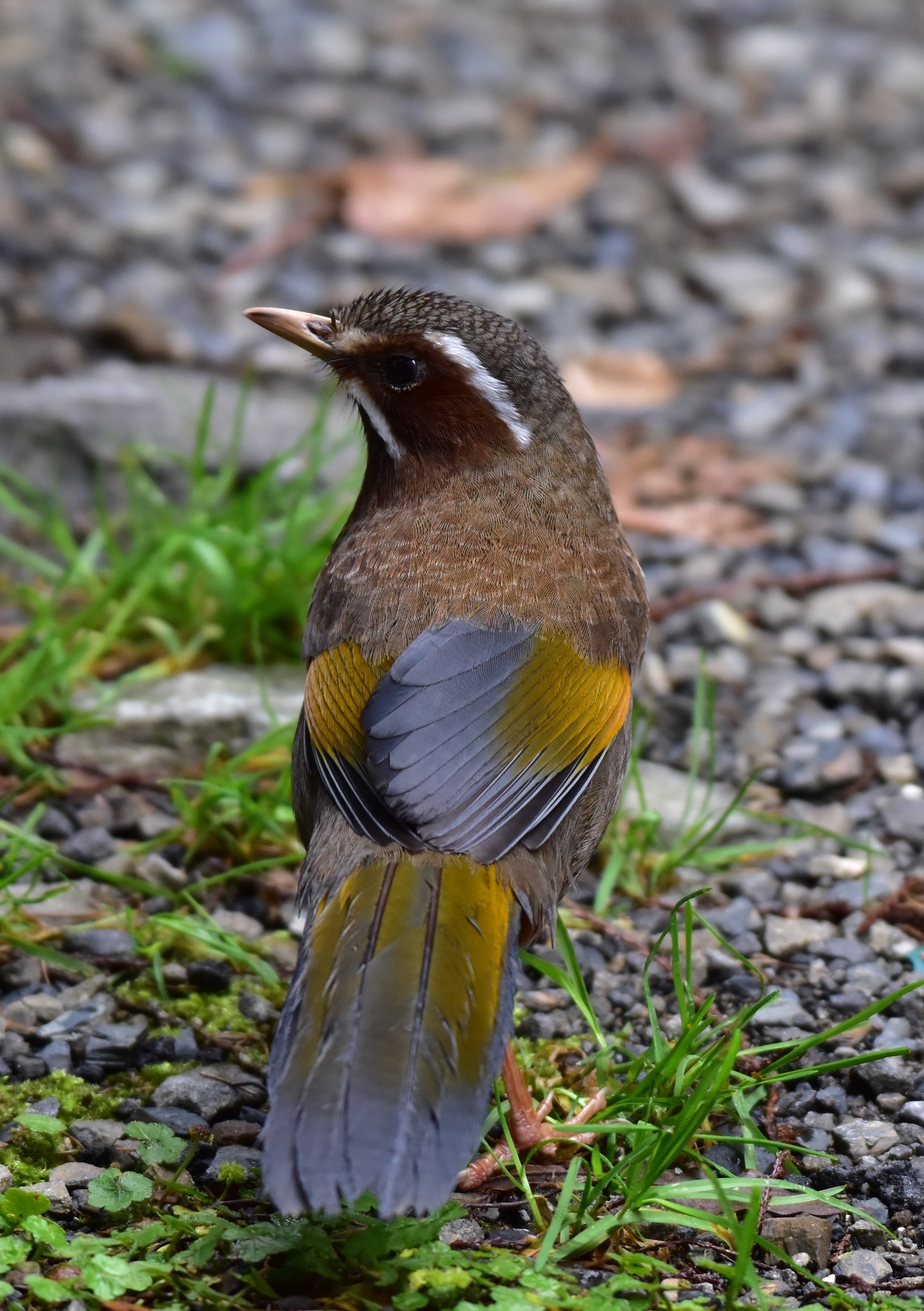 优雅的金翼白眉〔首发