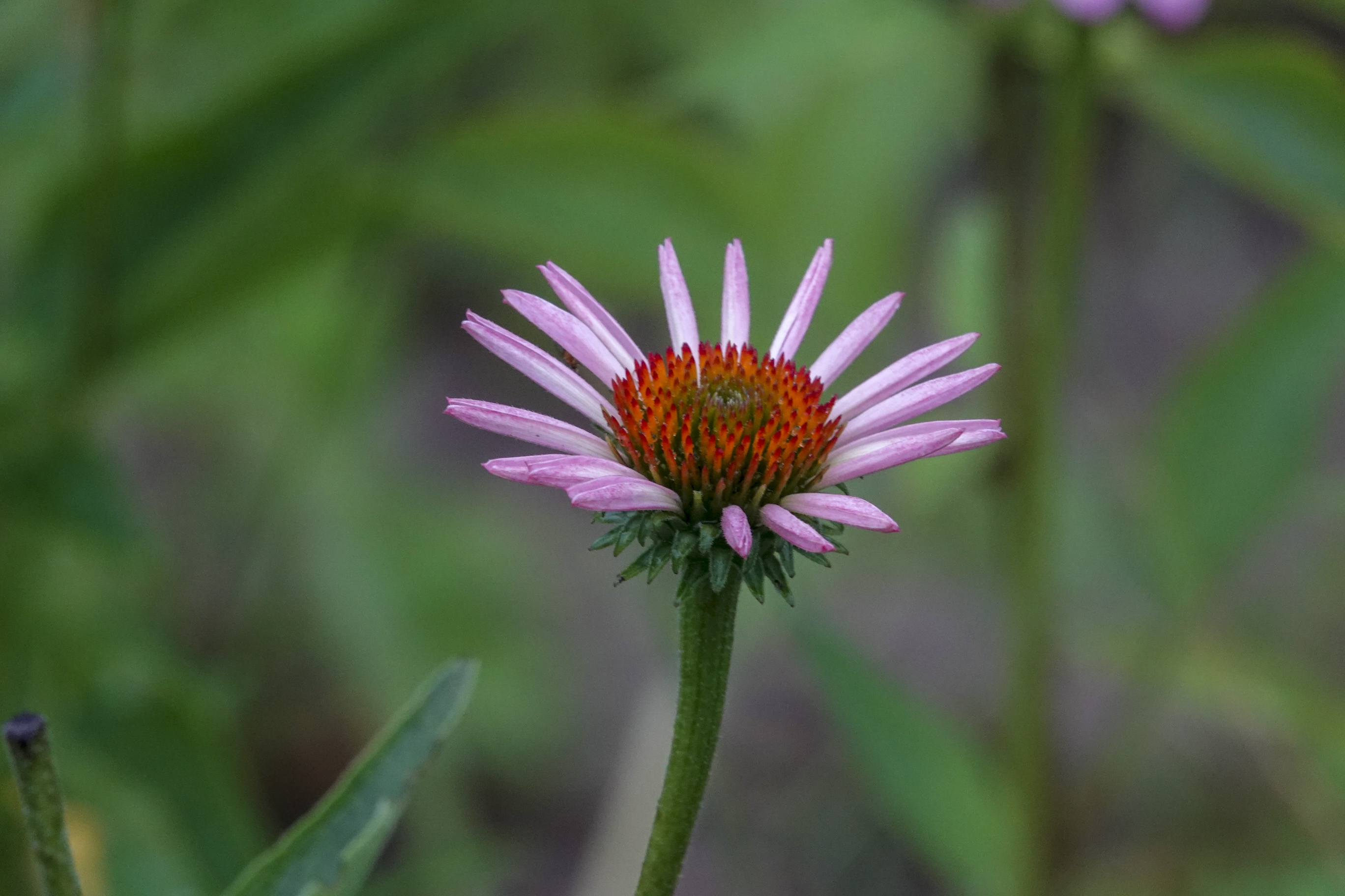 松果菊,是菊科松果菊属植物,多年生草本植物.