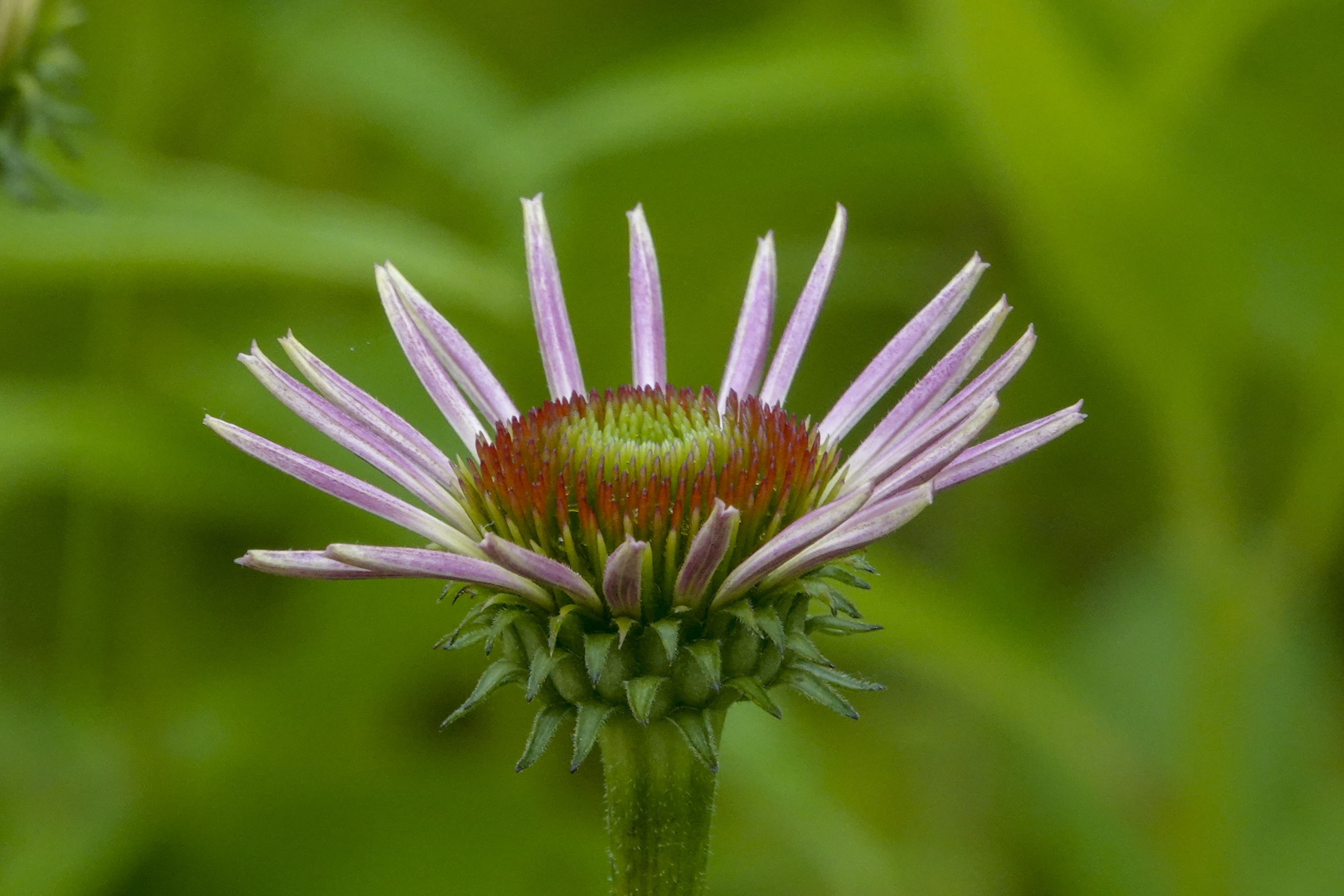 【首发】松果菊(二)