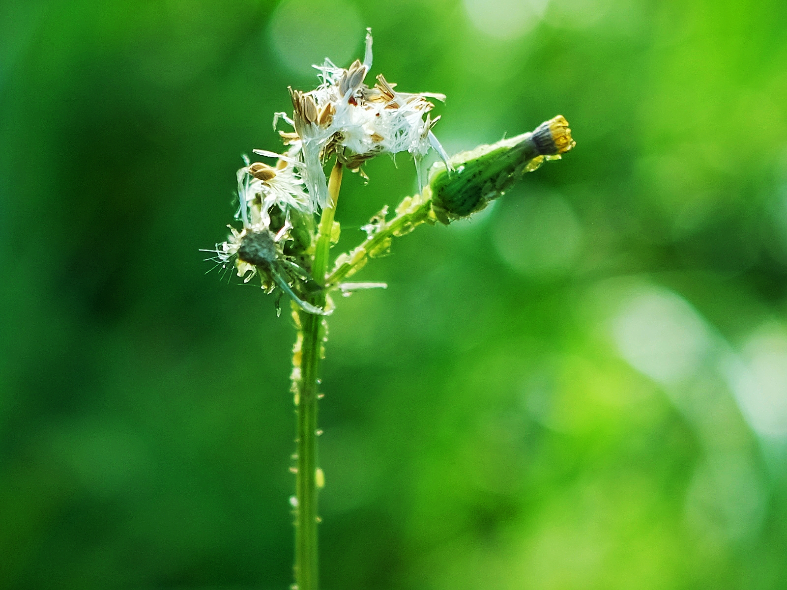 小花小草*小精彩