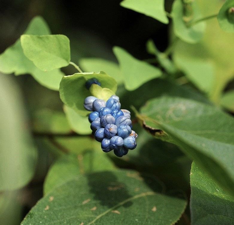 图文:star       扛板归,意思是扛着棺材板又归来了,传说的故事是说人