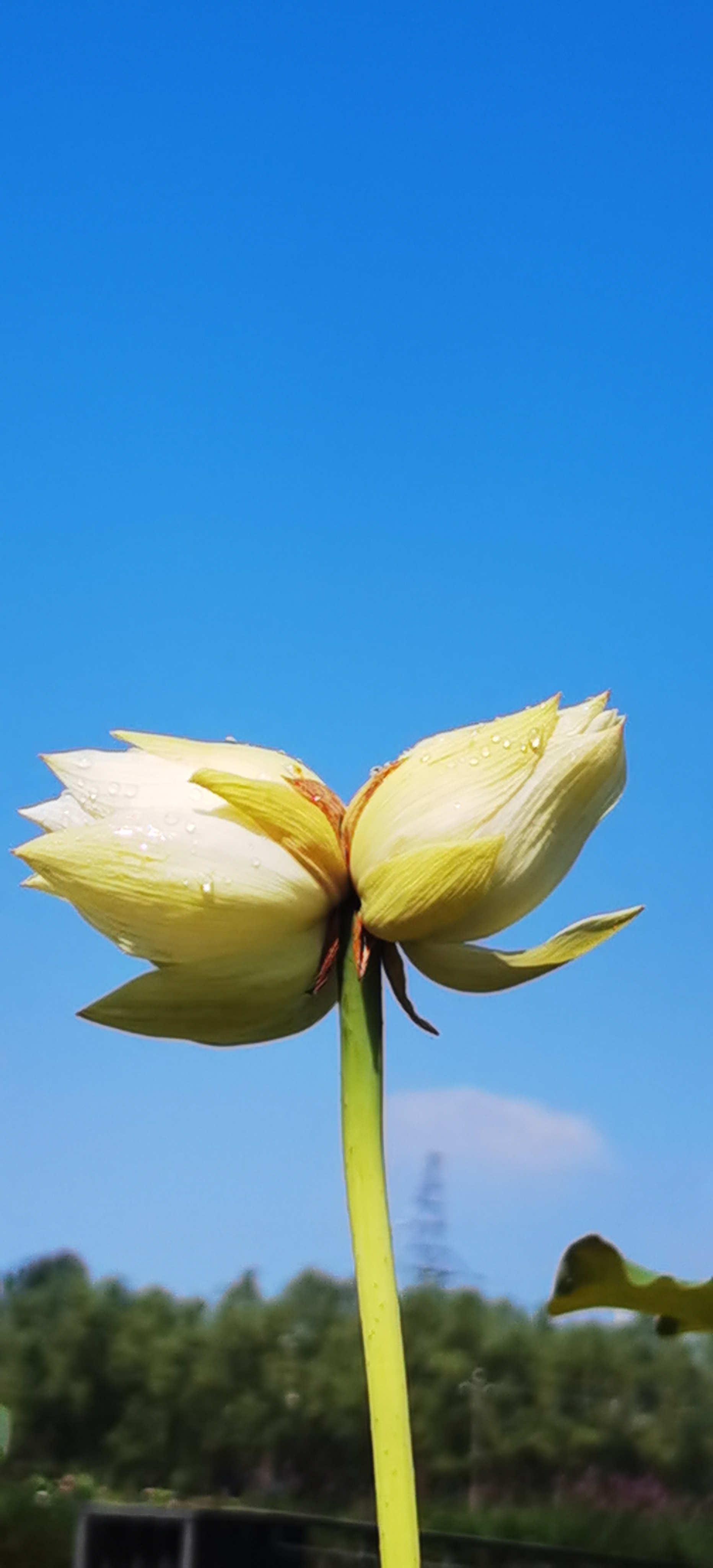 首发 并蒂莲